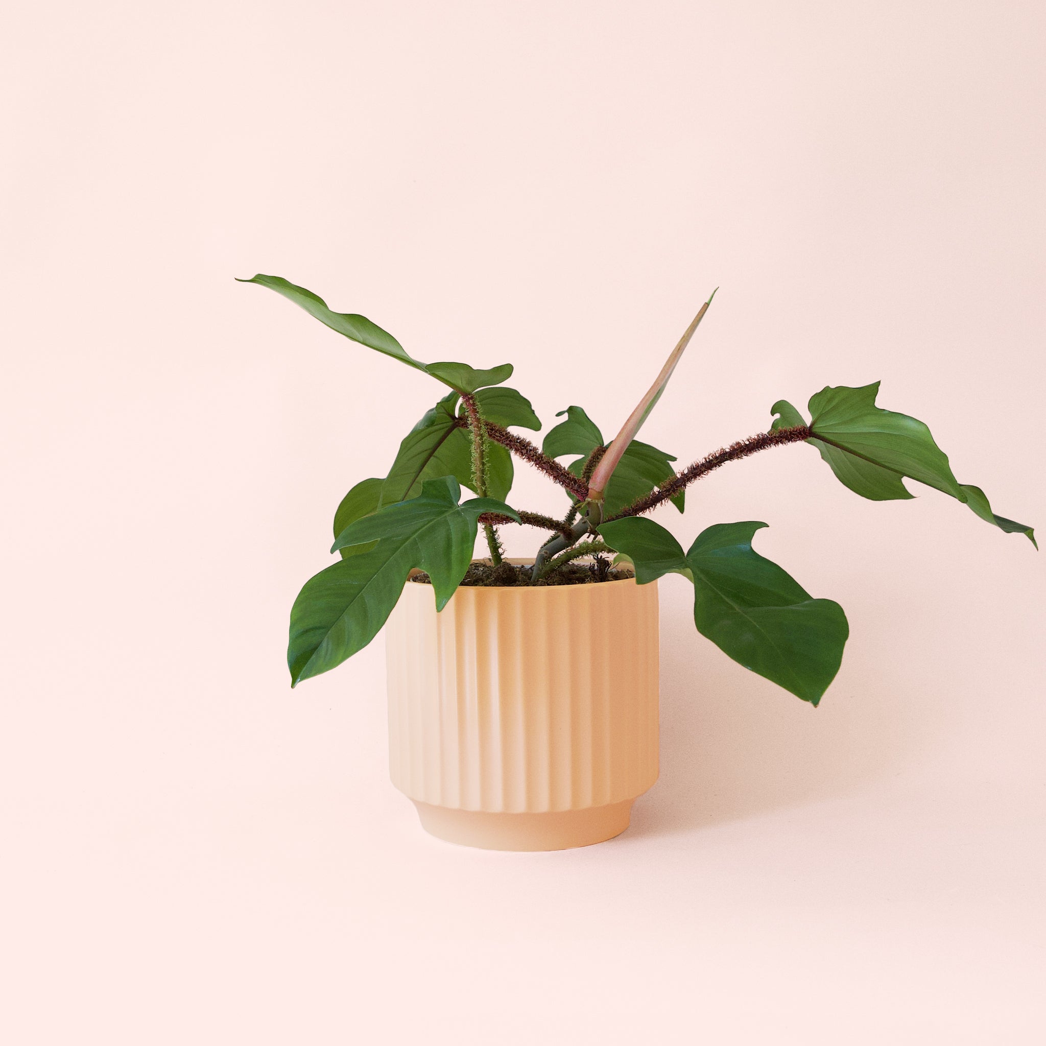philodendron squamiferum lowes Philodendron