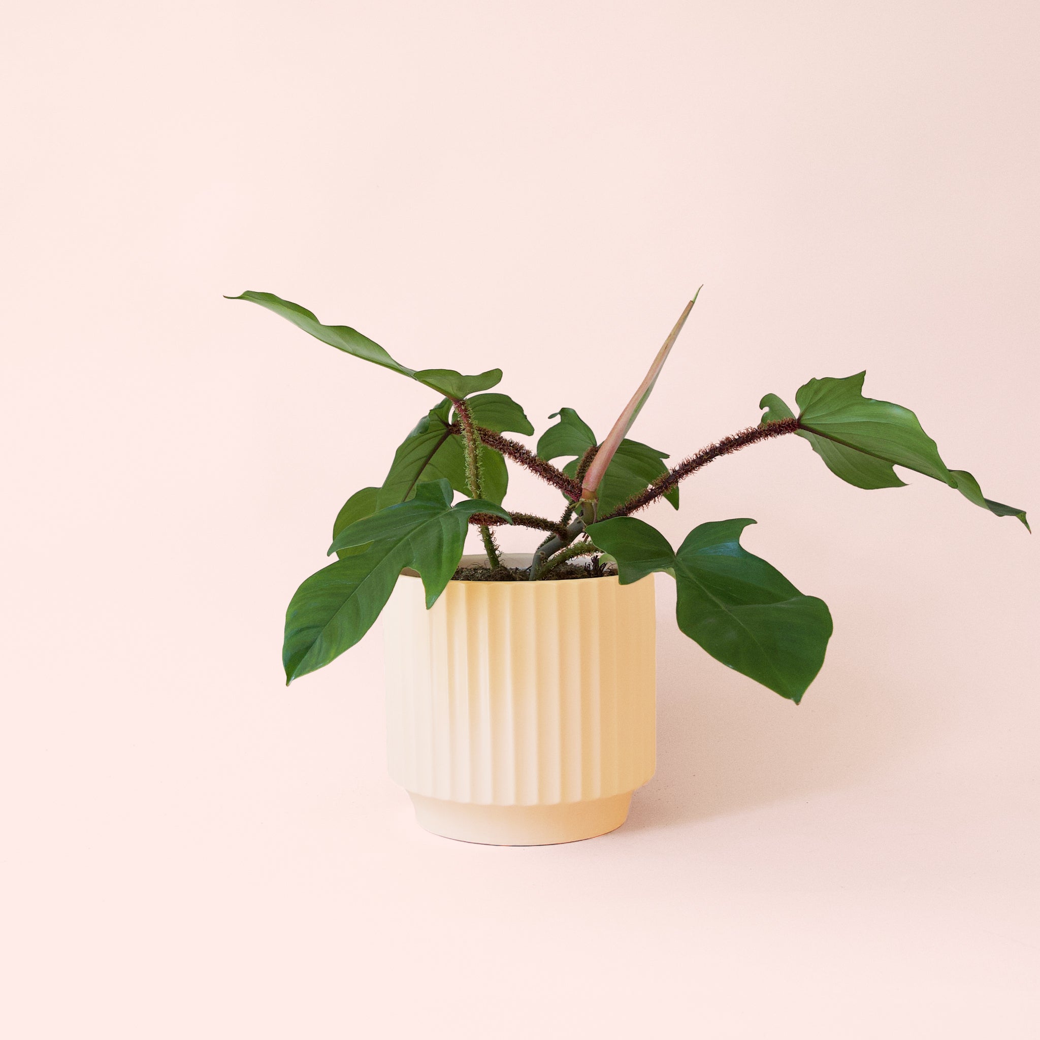 philodendron squamiferum rare Philodendron