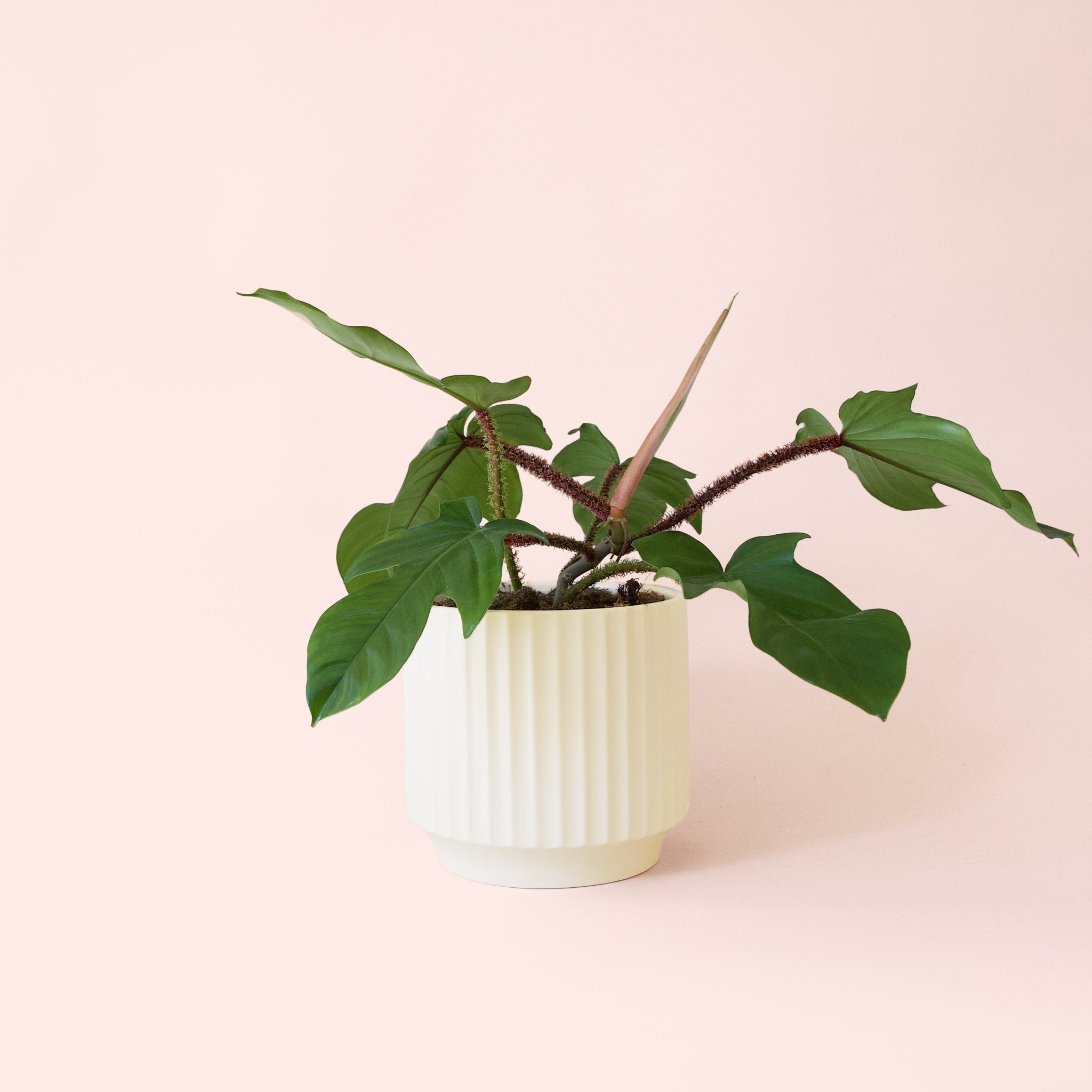 Philodendron Squamiferum - Thumbnail 5