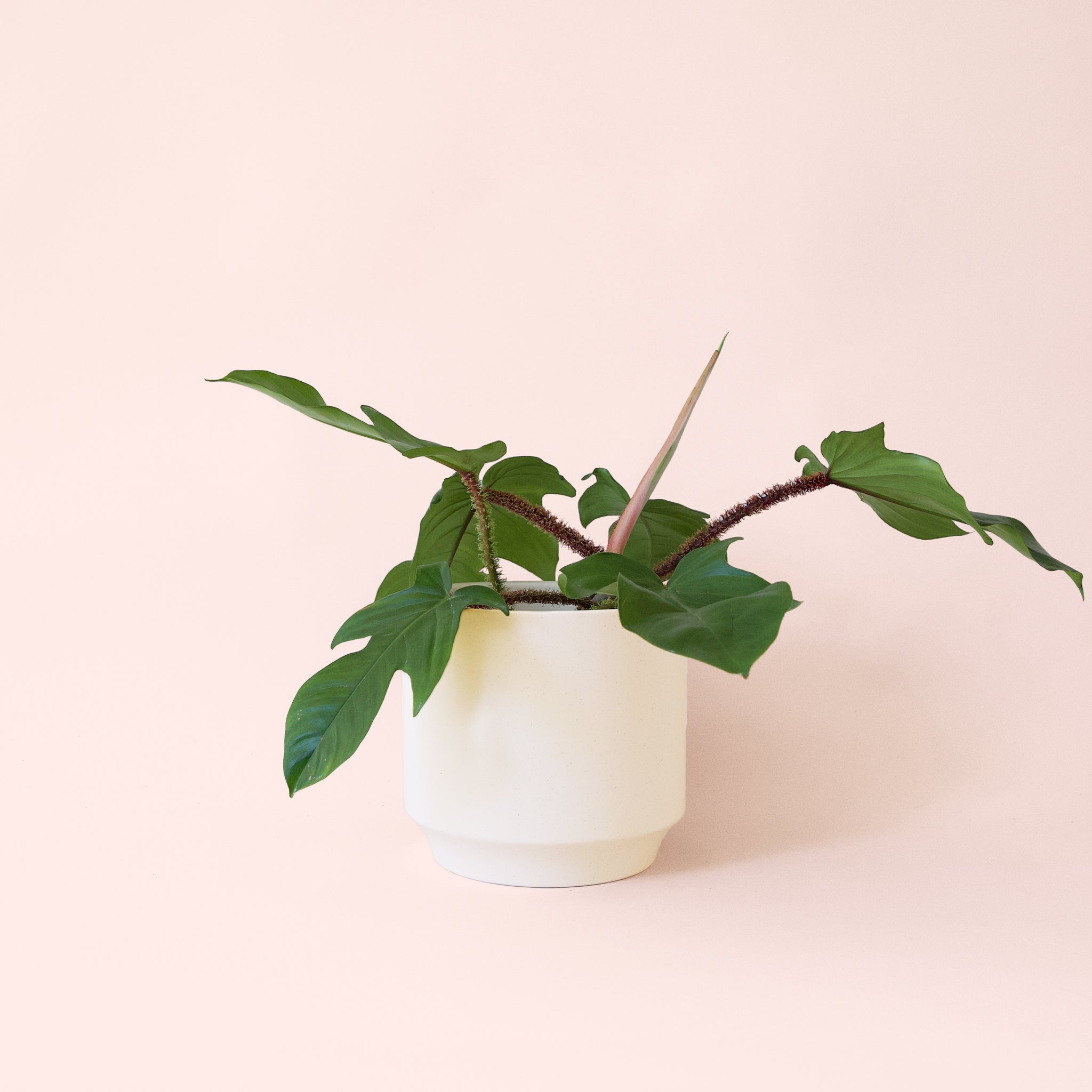 Philodendron Squamiferum - Thumbnail 3