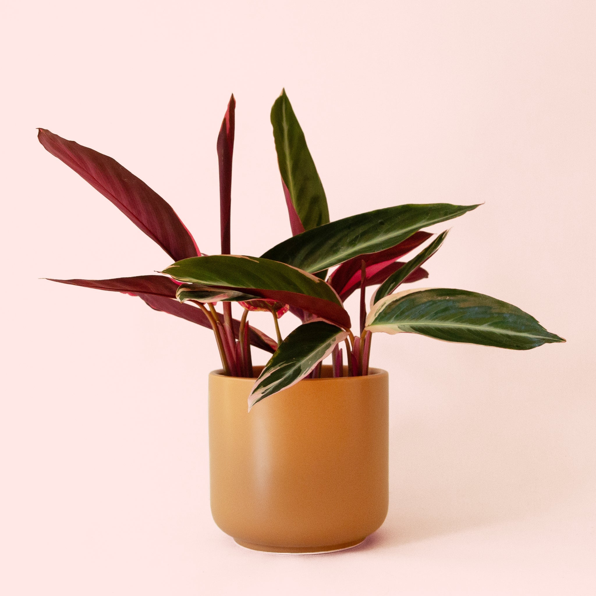 Stromanthe Triostar - Thumbnail 2