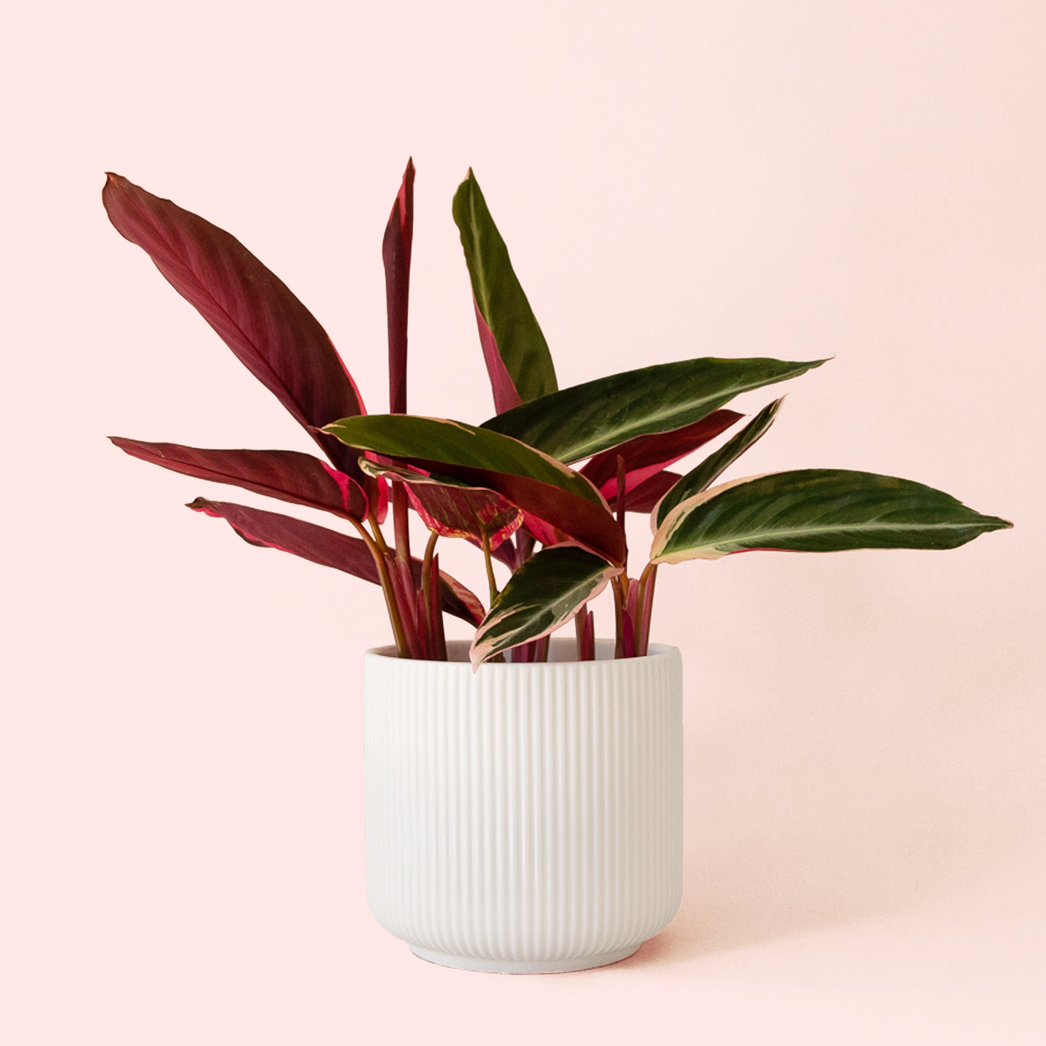 Stromanthe Triostar - Thumbnail 4