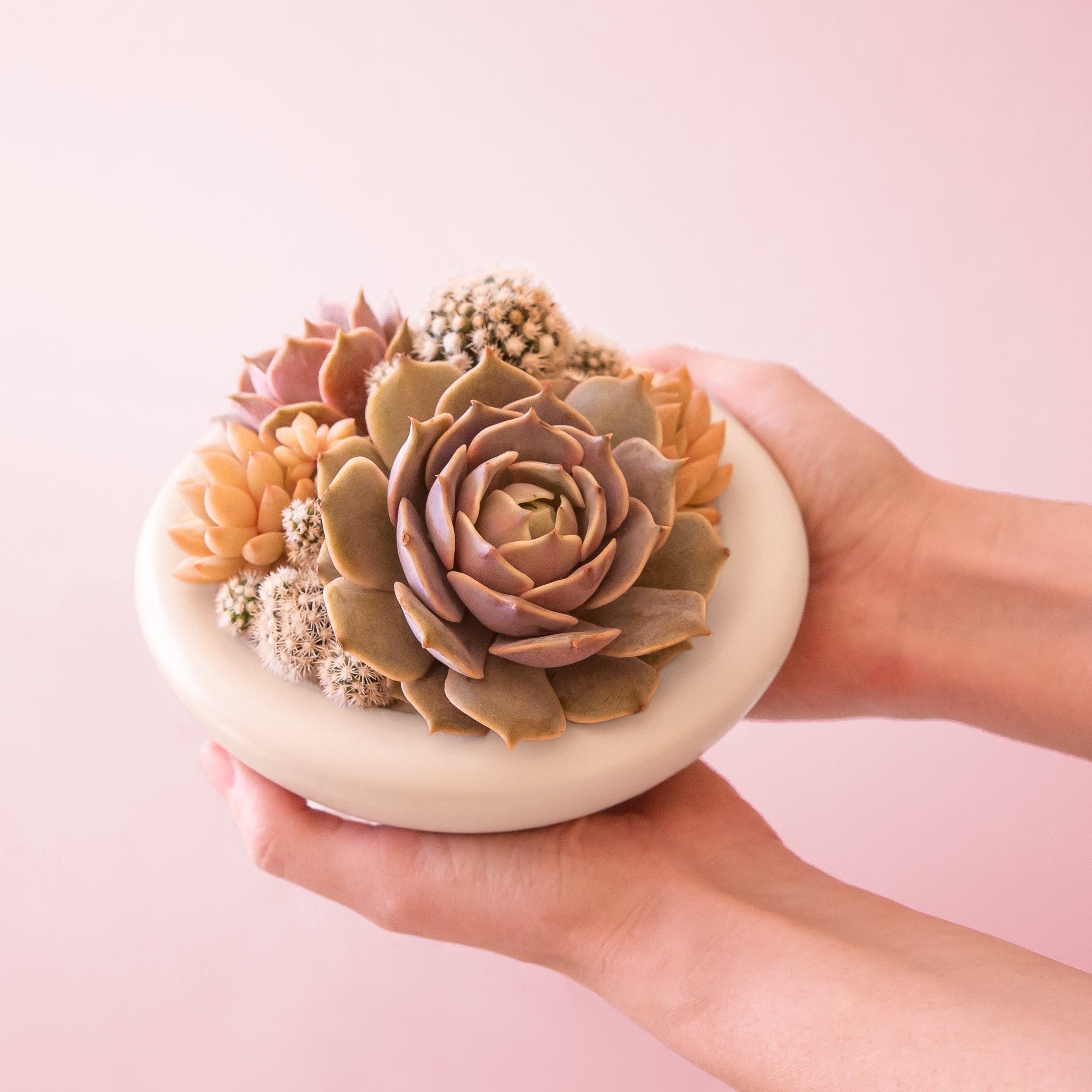 birdie plant pot Birdie Bowl