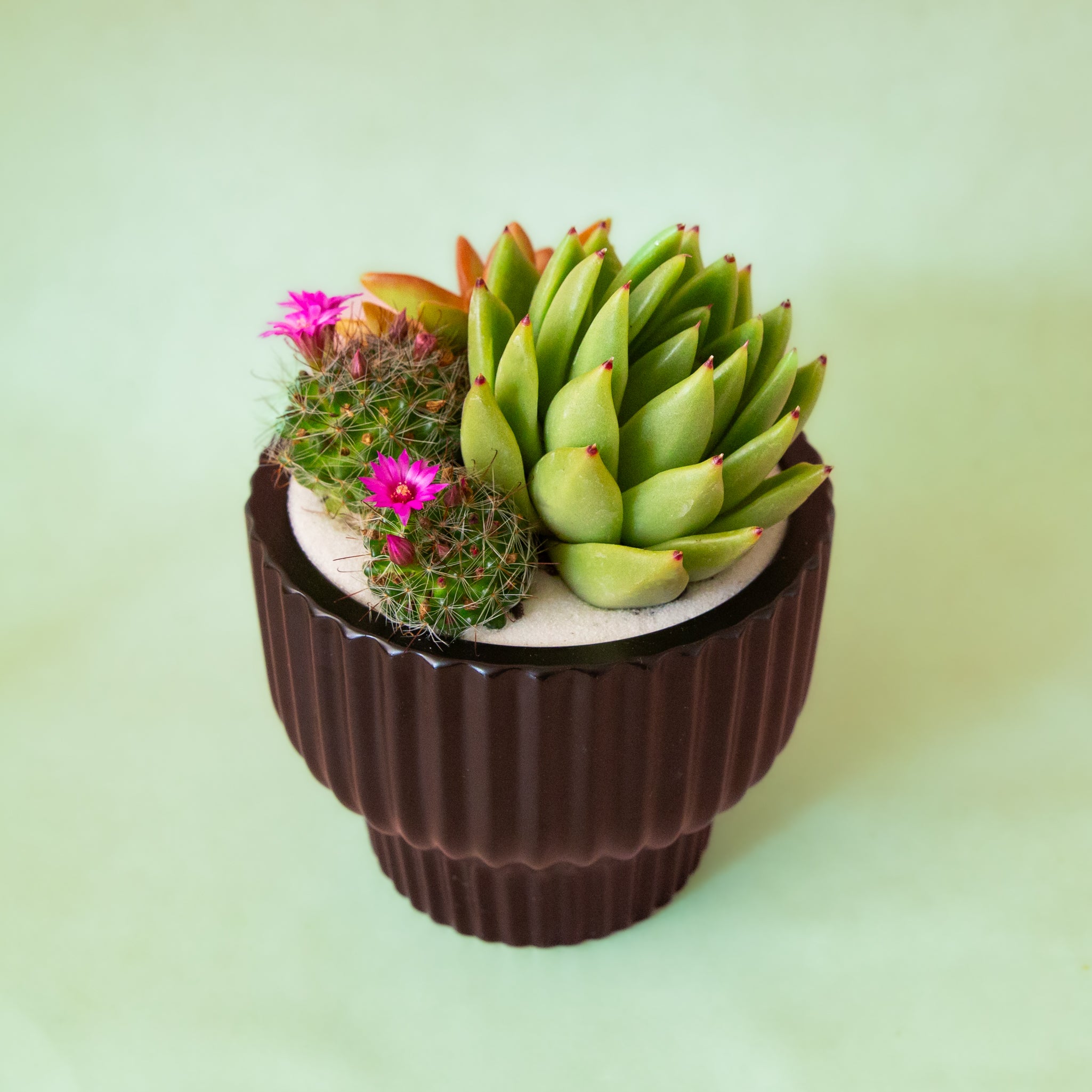A ribbed black pedestal bowl planter. 