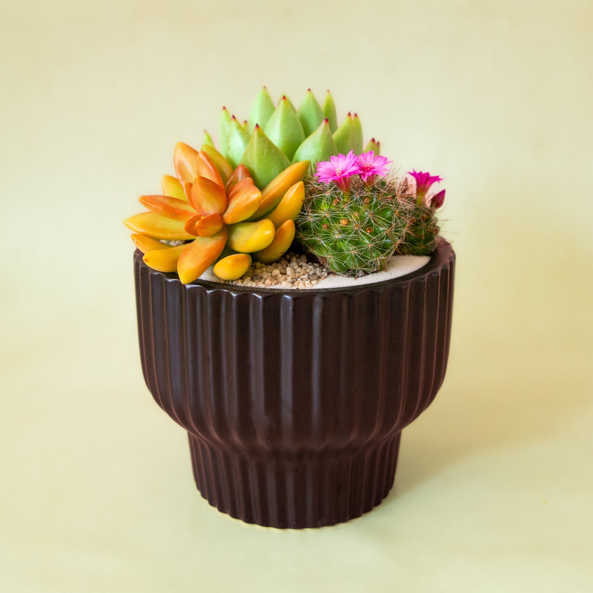 A ribbed black pedestal bowl planter. 