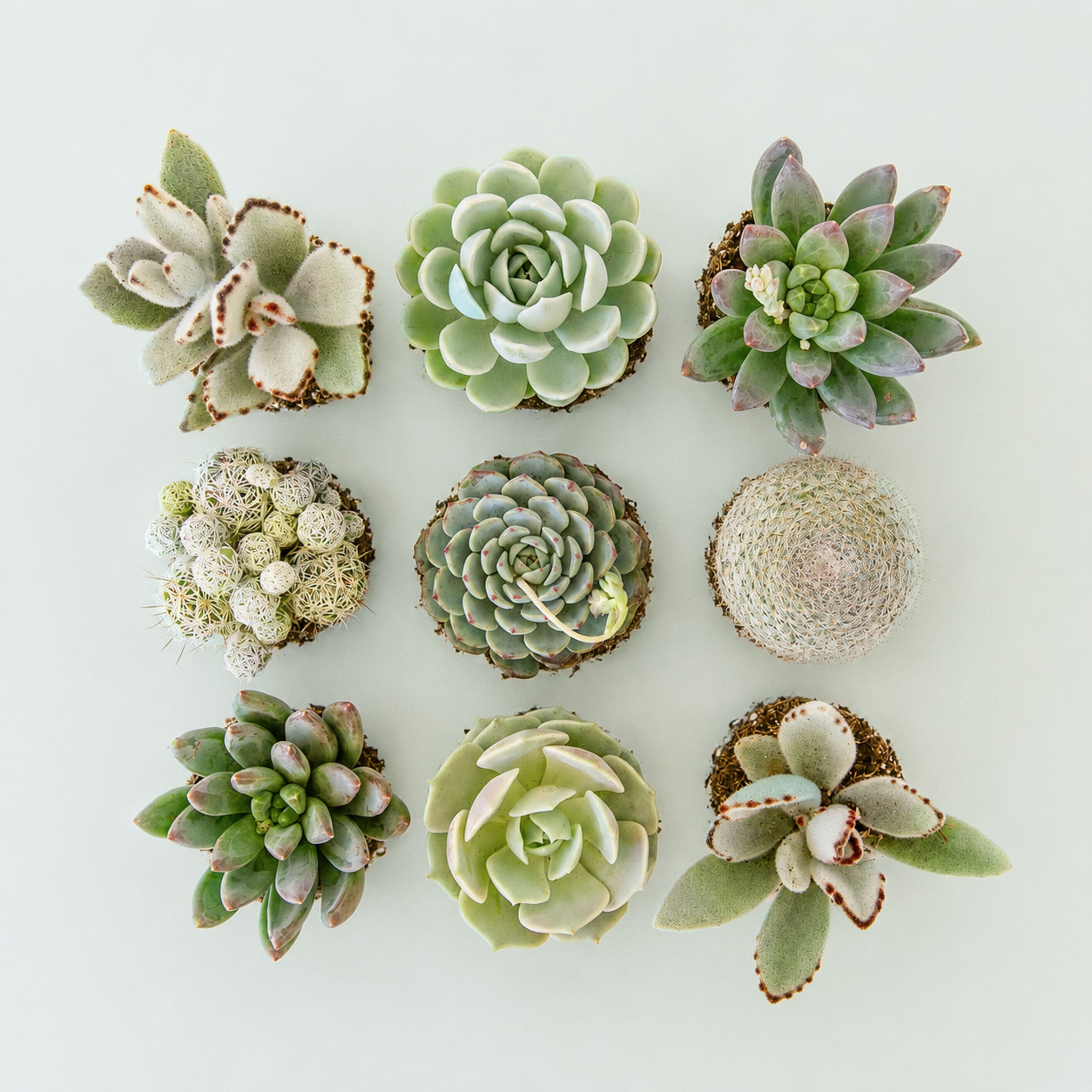 An assortment of blue succulents and cacti. 