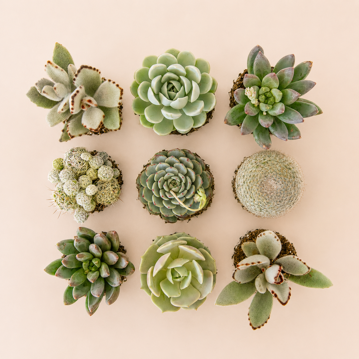 An assortment of blue succulents and cacti. 