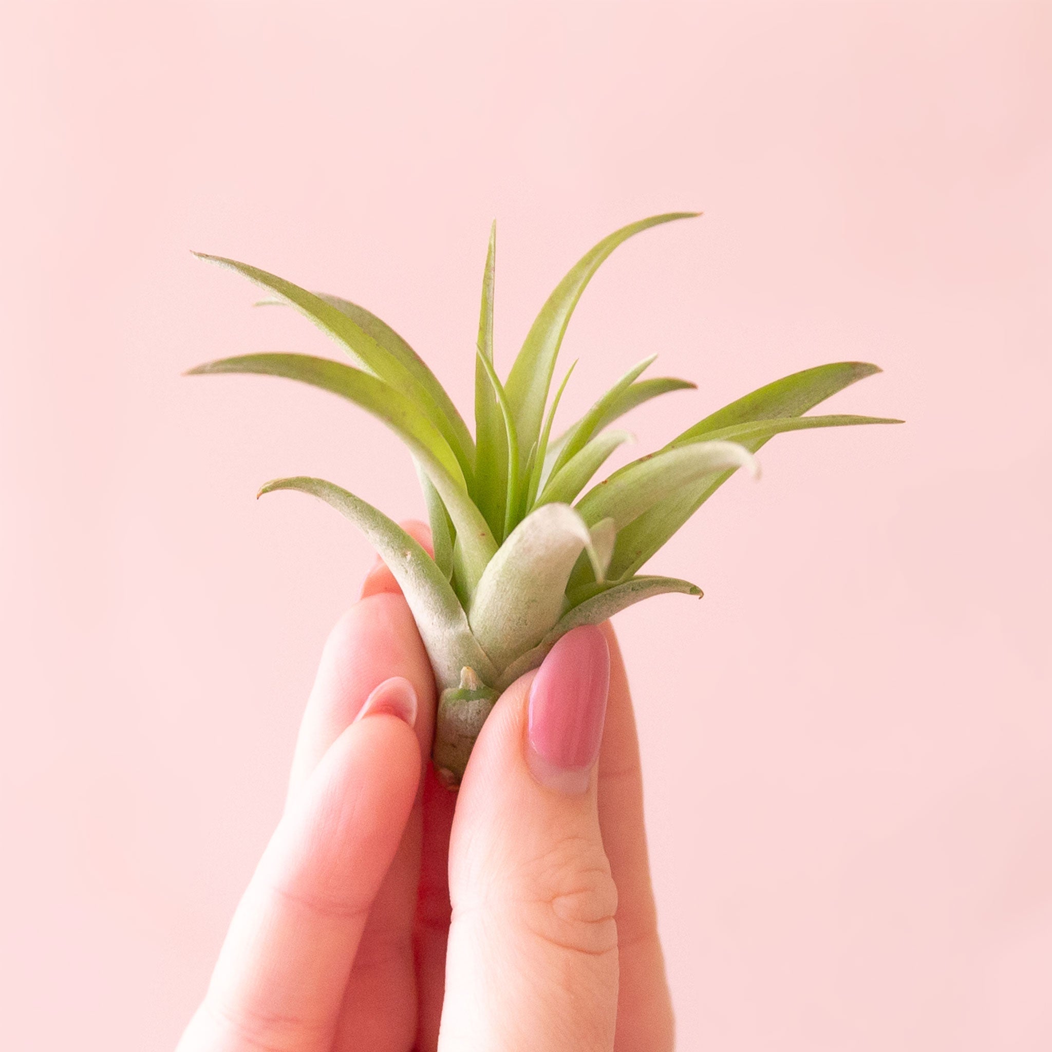 air plant small Tillandsia Brachycaulos | Air Plants
