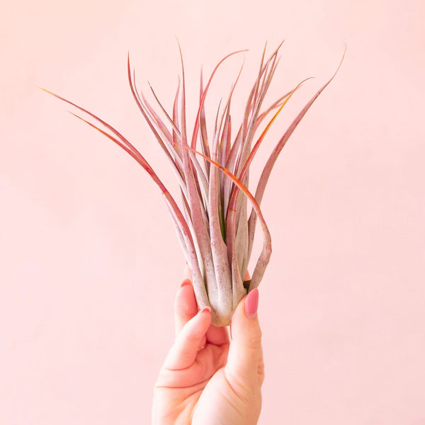 brachycaulos air plant care Tillandsia Brachycaulos | Air Plants
