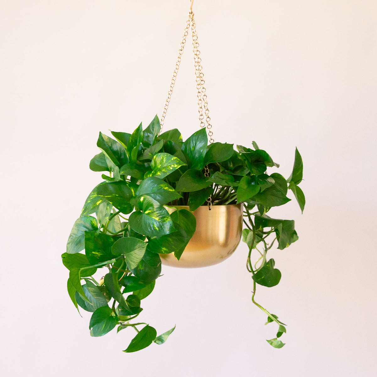 Variegated green and white Pothos plant that is full of fresh, plump leaves and growing green stems. Plant is potted in a gold hanging pot.