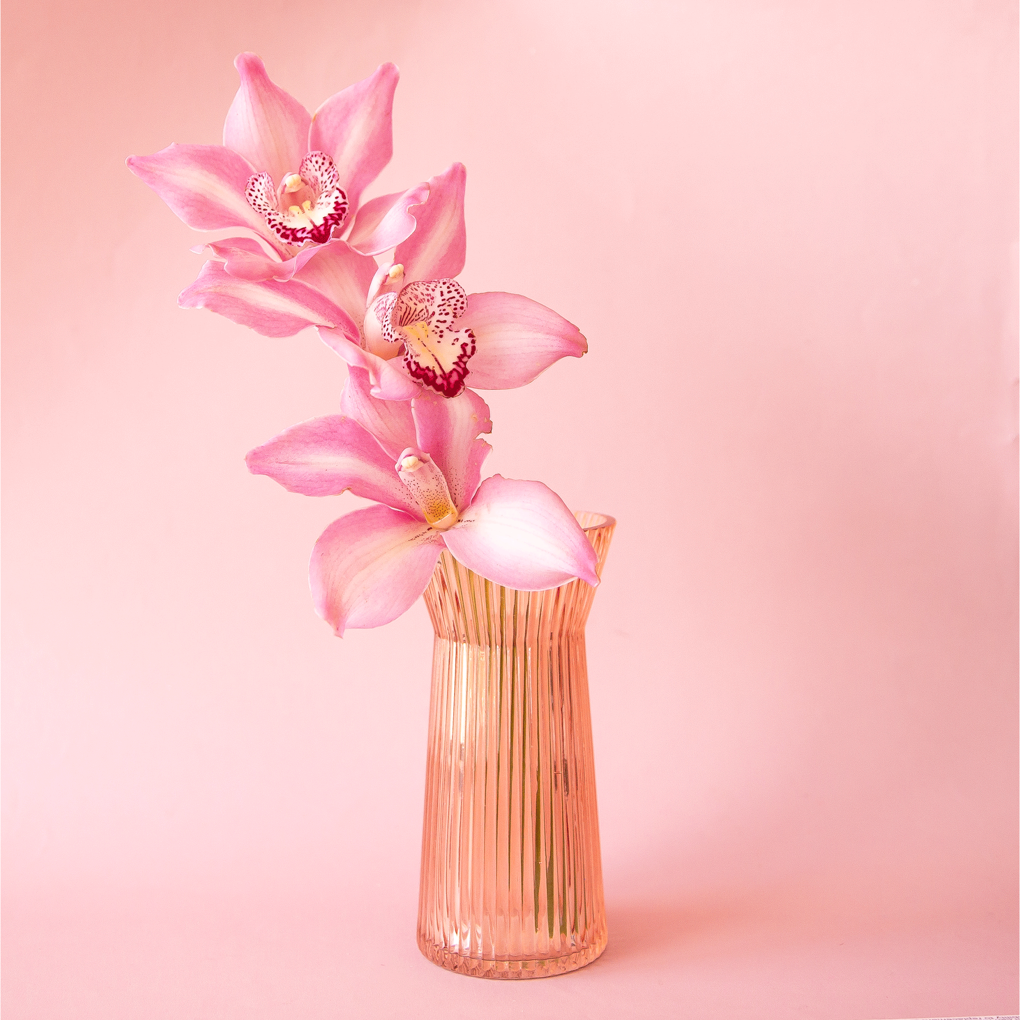 On a pink background is a apricot colored ribbed glass vase with a pink orchid inside. 