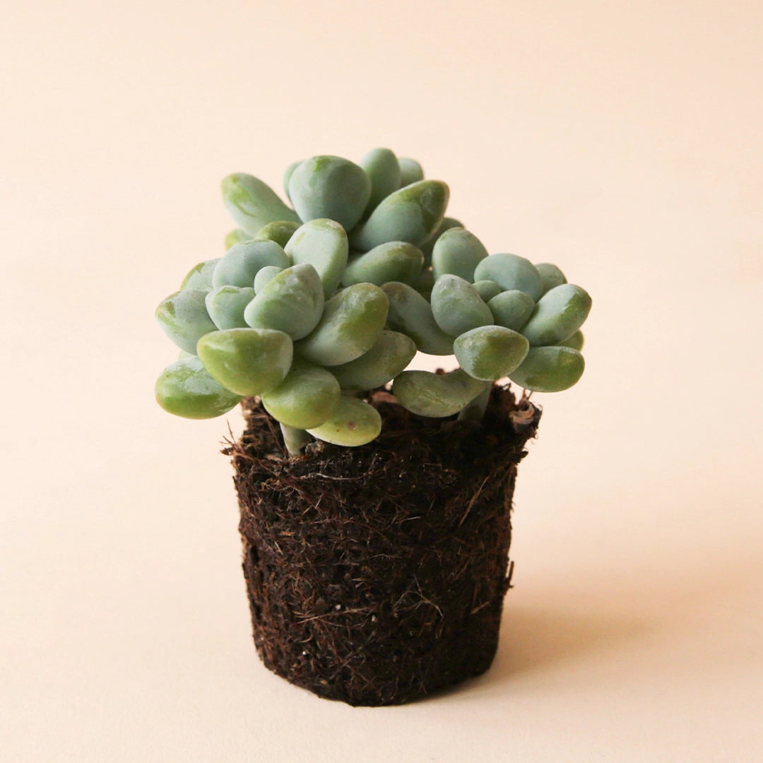 On a peachy background is a photograph of a 2.5&quot; Treleasei succulent.
