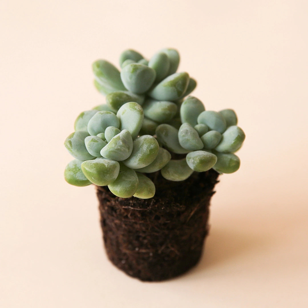 On a peachy background is a photograph of a 2.5" Treleasei succulent. 