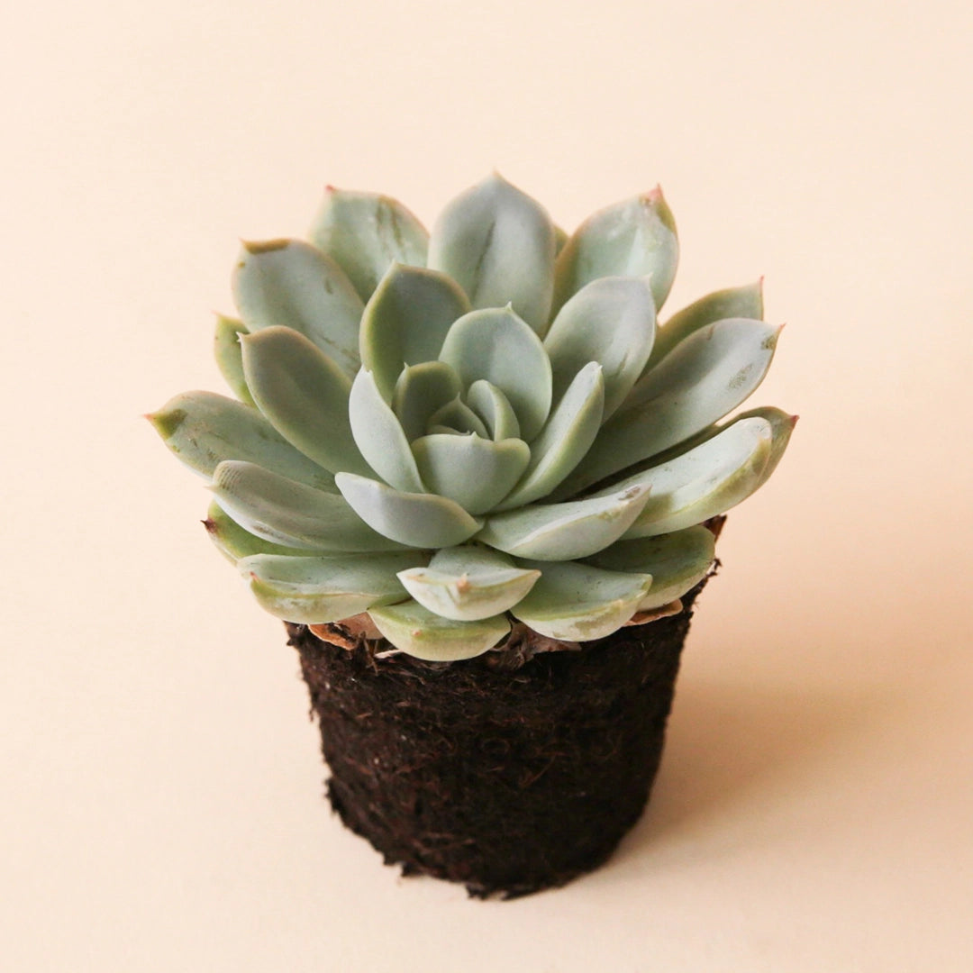 On a peachy background is a photograph of a Echeveria Arctic Ice succulent. 