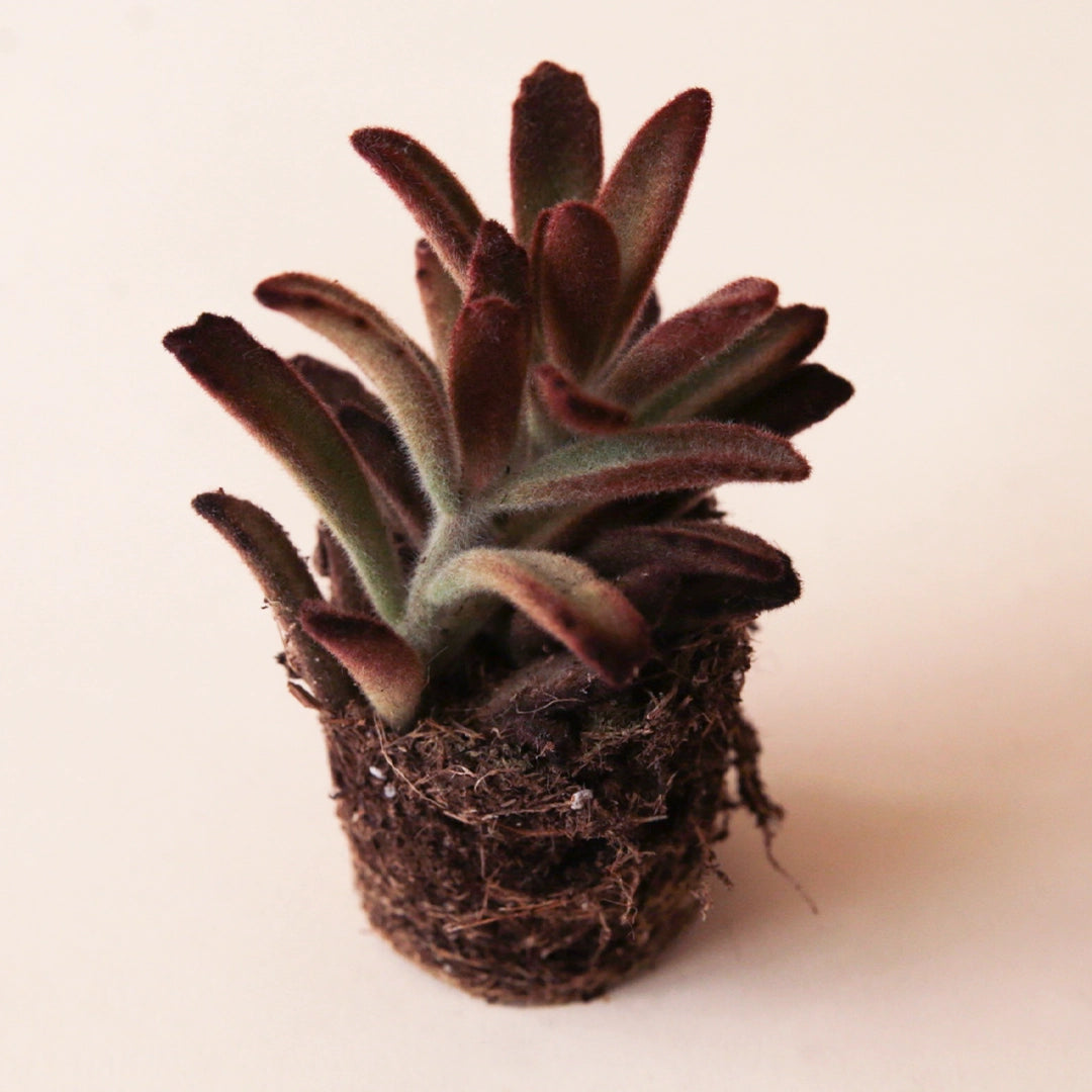 On a light peach background is a photo of a 2.5&quot; Kalanchoe Cinnamon succulent. 