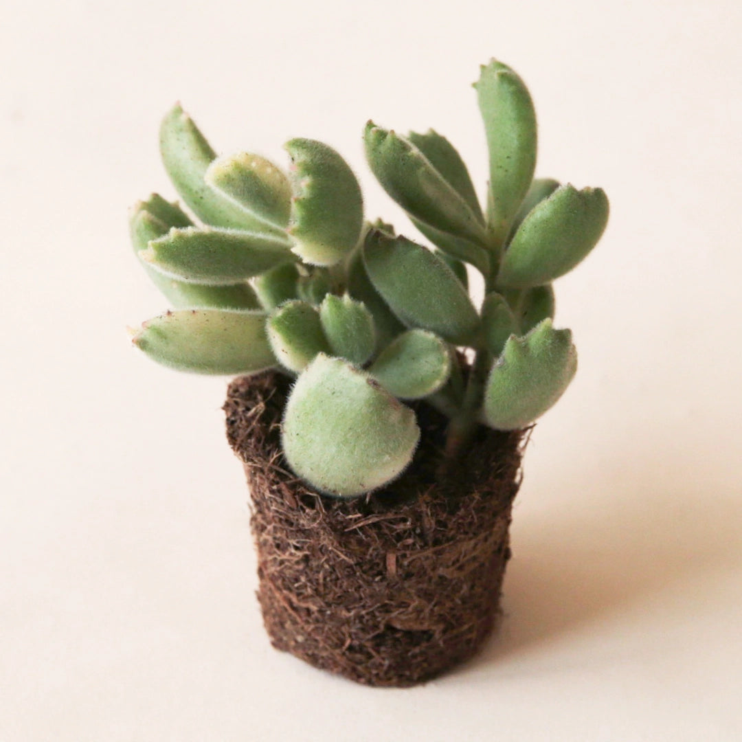 On a cream background is a photograph of a 2.5" Cotyledon 'Bear Paw Variegated' succulent.
