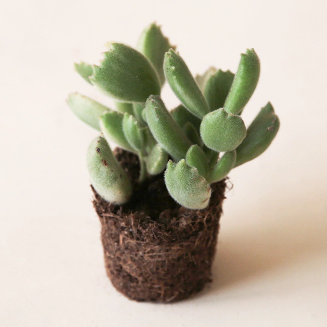 On a cream background is a photograph of a 2.5" Cotyledon 'Bear Paw Variegated' succulent. 