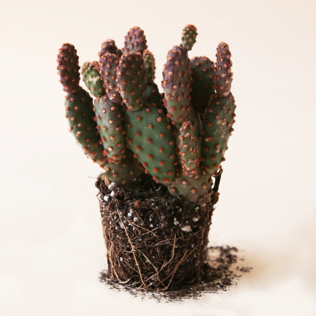 On a cream background is a Opuntia Rufida Minima Monstrose cactus. 