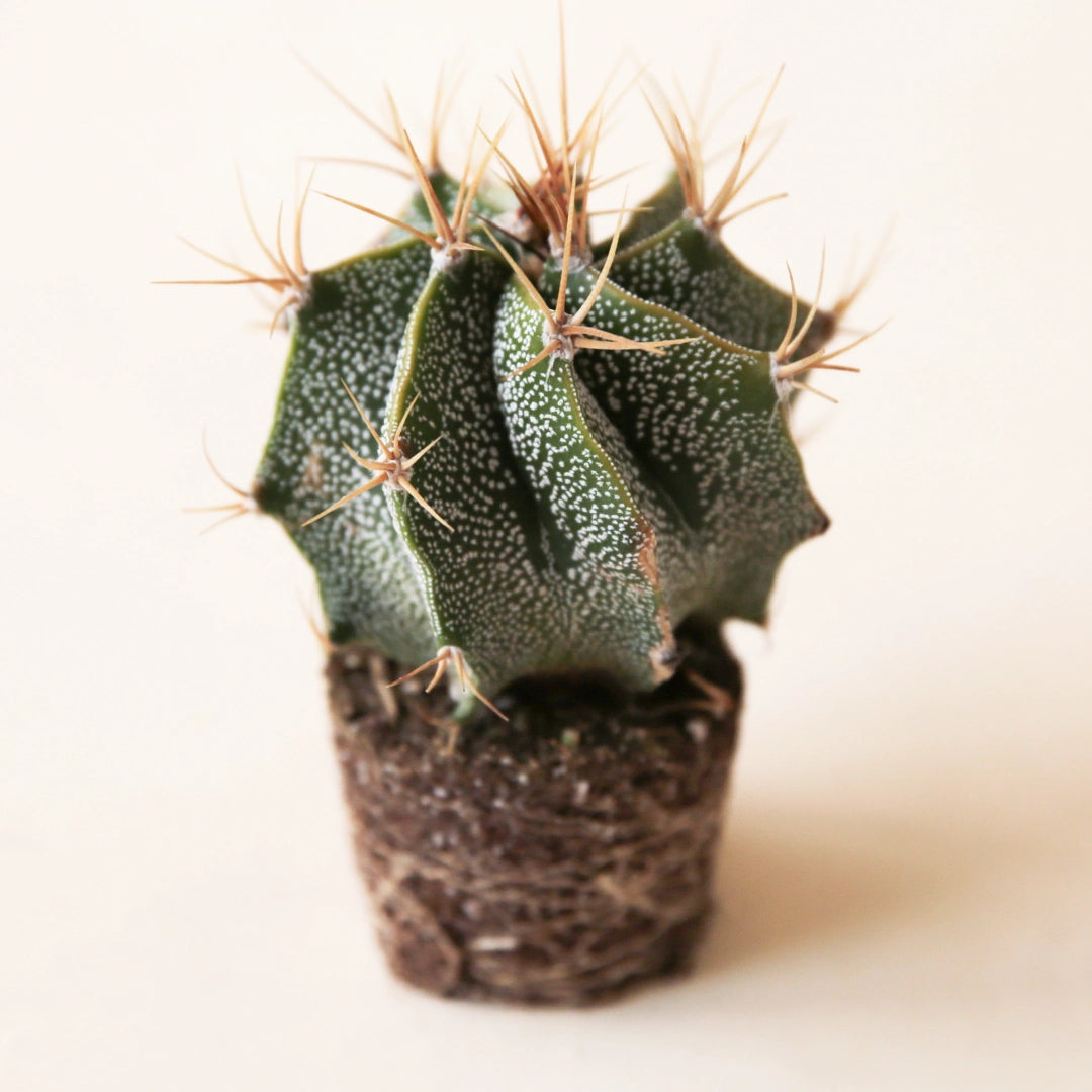 On a cream background is a photograph of an Astrophytum Ornatum Star Cactus