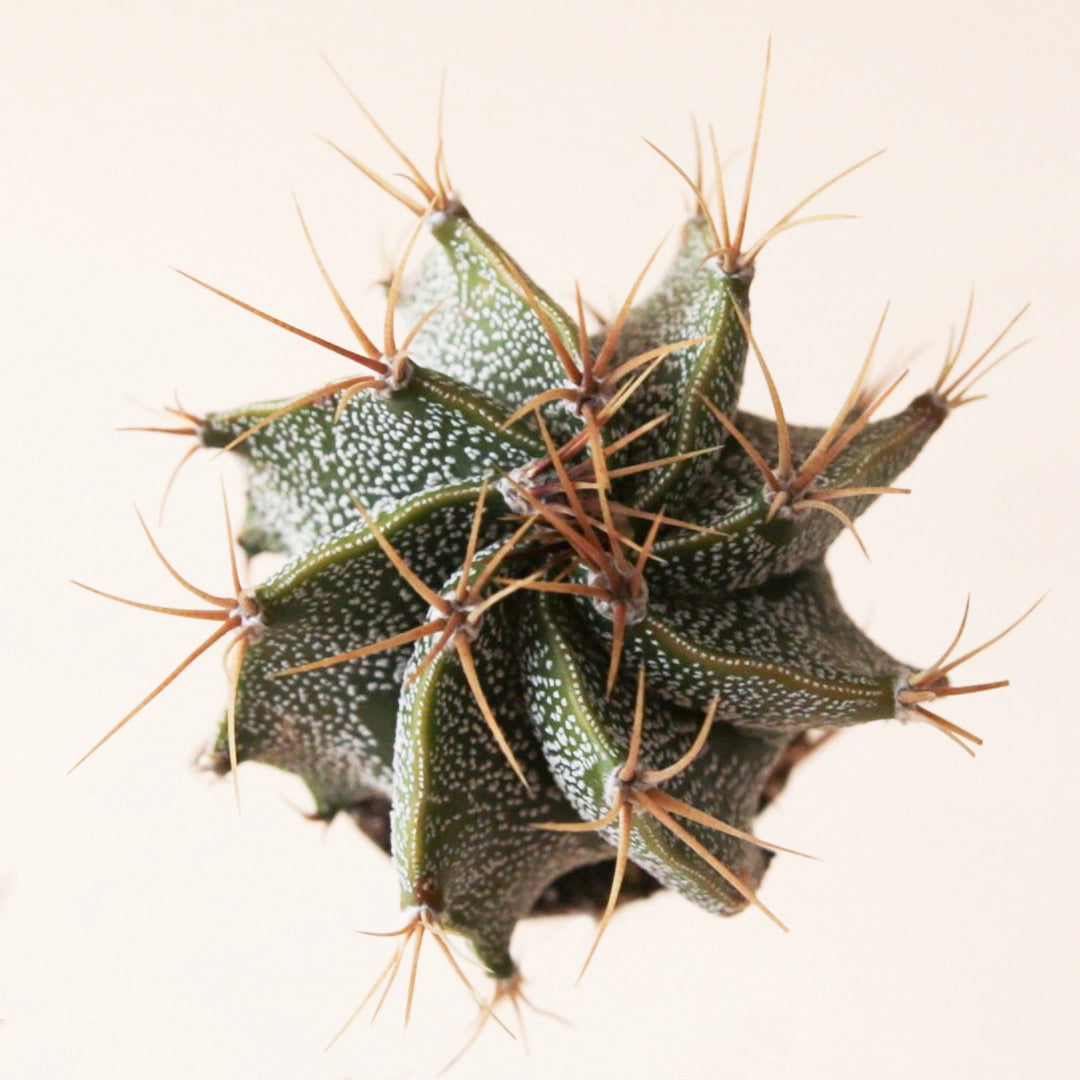On a cream background is a photograph of an Astrophytum Ornatum Star Cactus.