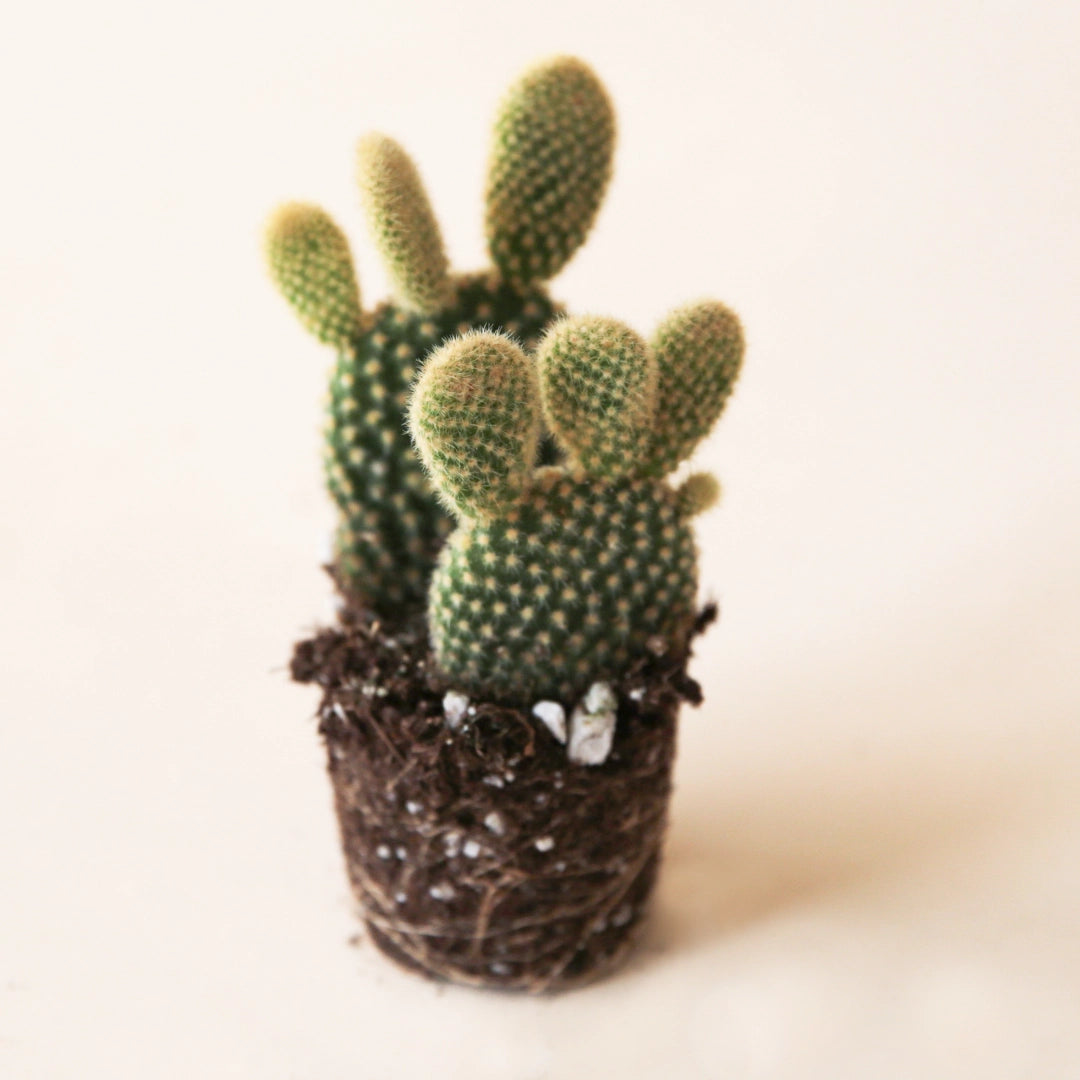bunny ear cactus Opuntia Microdasys