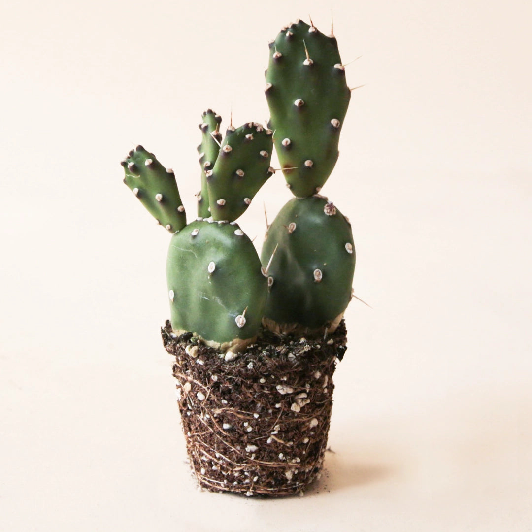On a cream background is a photograph of a 2.5" Opuntia Quimilo cactus. 