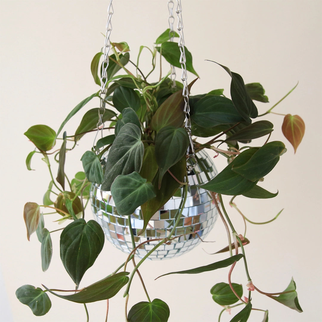A round disco ball hanging planter with a 6&quot; opening and a silver chain hanger photographed here with a green trailing plant.
