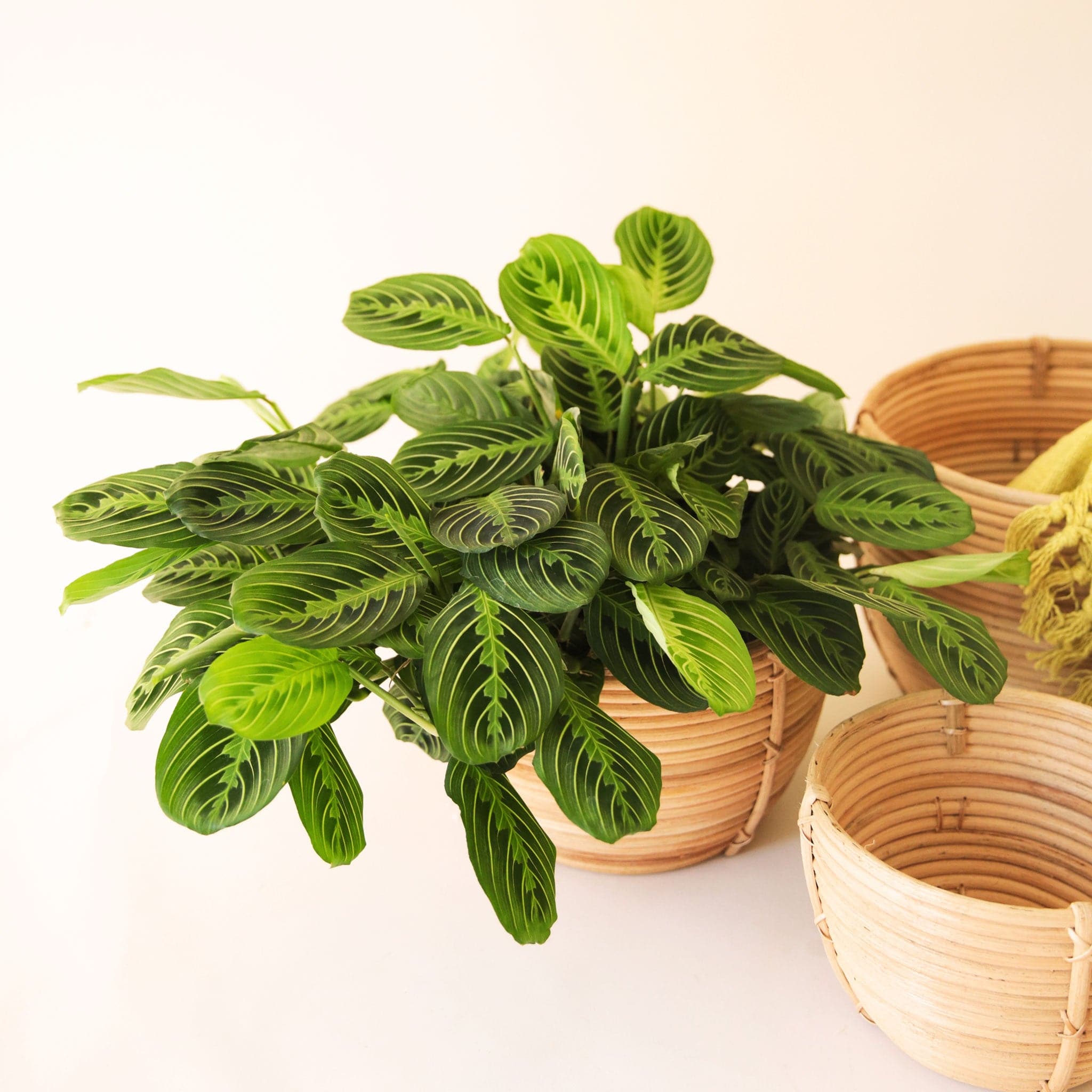 prayer plant lemon lime care Maranta | Prayer Plant