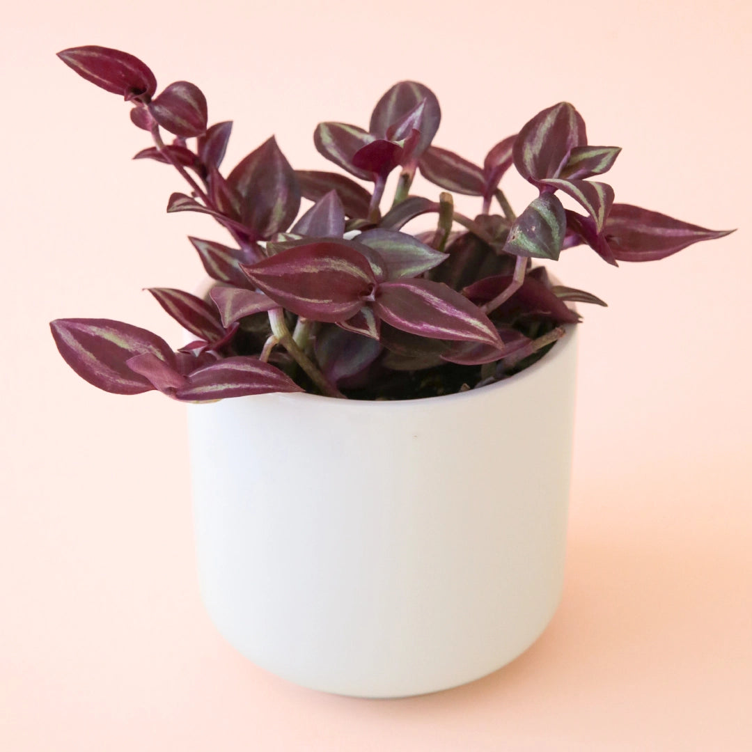 On a pink background is a potted Tradescantia Purple house plant in a white ceramic planter not included with purchase.