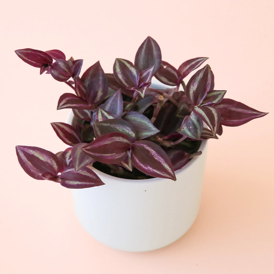 On a pink background is a potted Tradescantia Purple house plant in a white ceramic planter not included with purchase. 