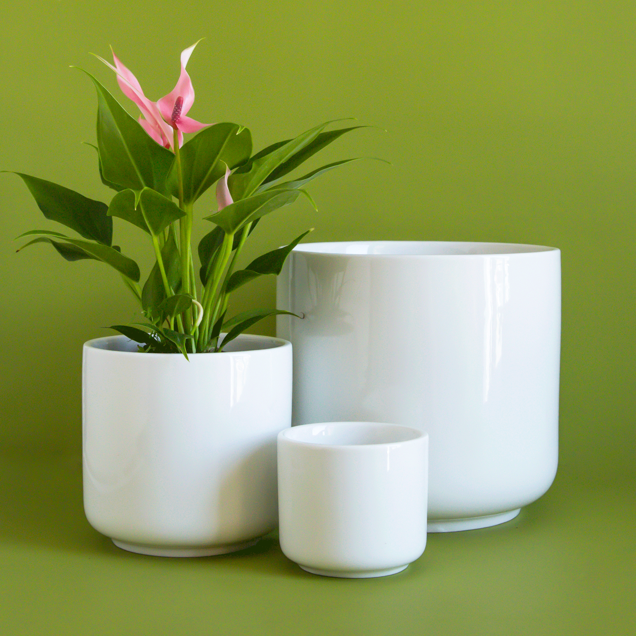 On a green background is three different sized white ceramic planters with a glossy finish.