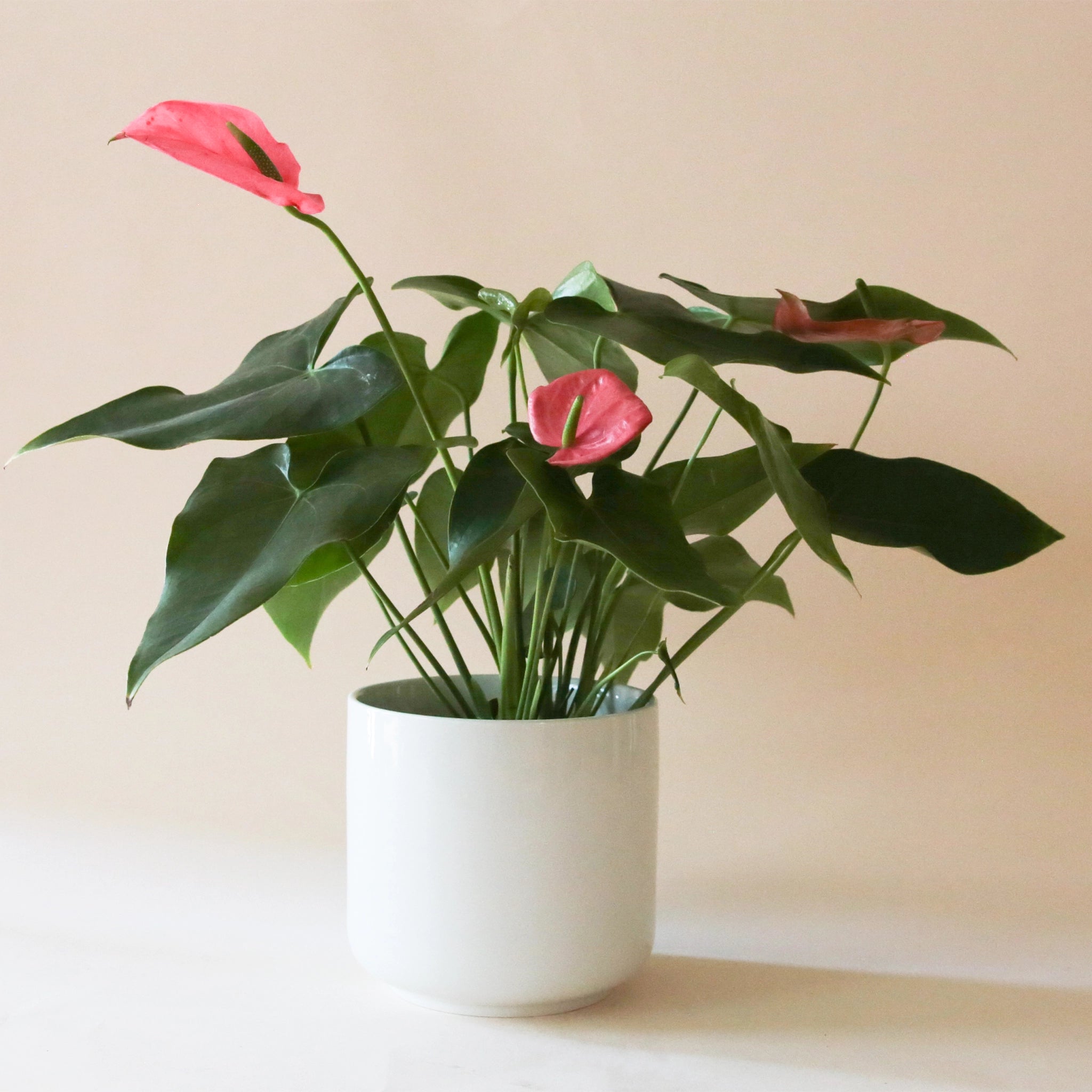 On a cream background is a green plant with bright pink Anthurium flowers and photographed in a white planter that is not included.