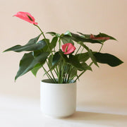 On a cream background is a green plant with bright pink Anthurium flowers and photographed in a white planter that is not included. 