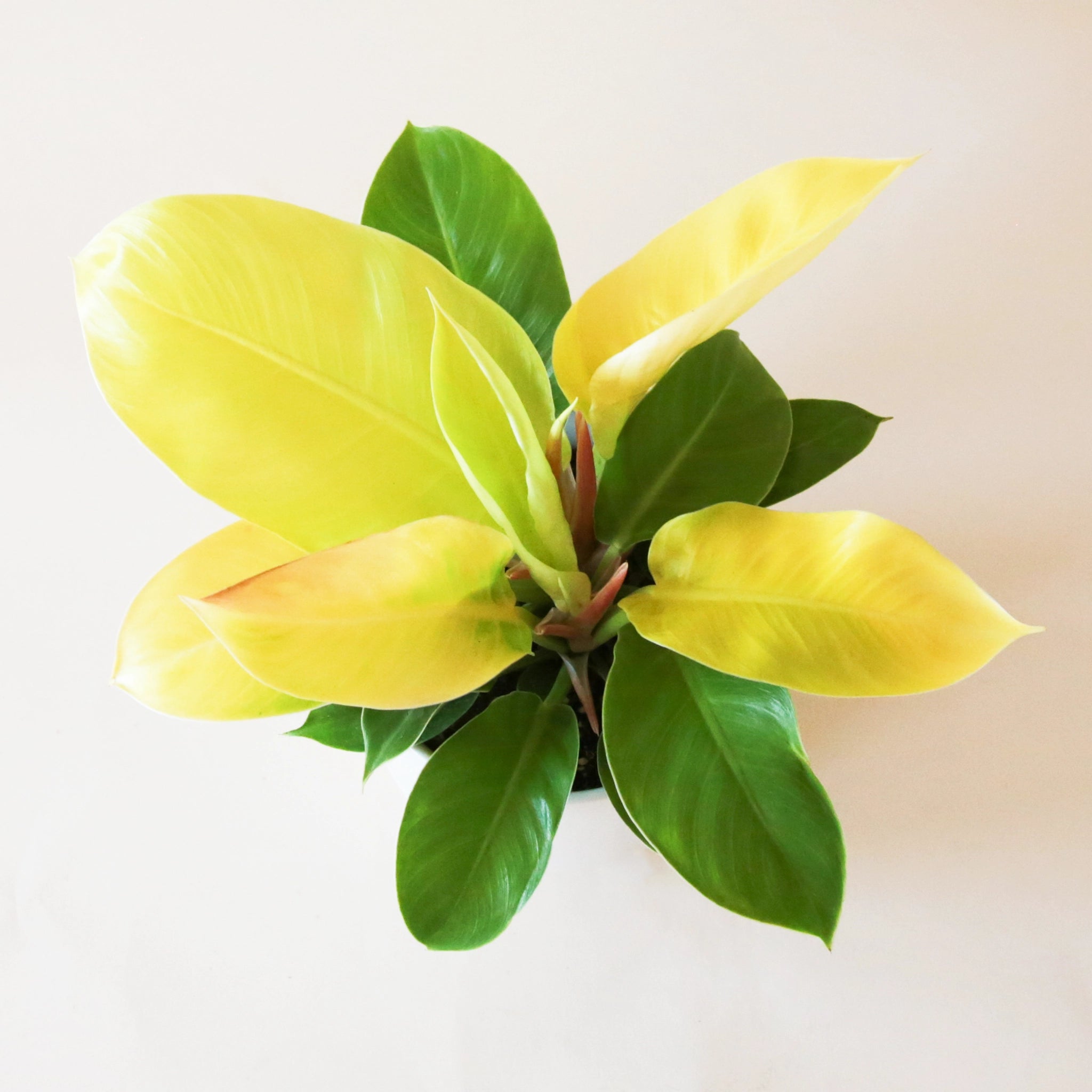 tanaman philodendron moonlight Philodendron