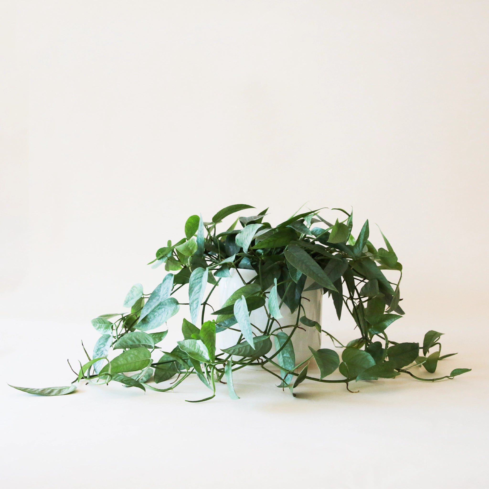 On a neutral background is a Pothos Cebu Blue with its viney nature and smaller leaves. 