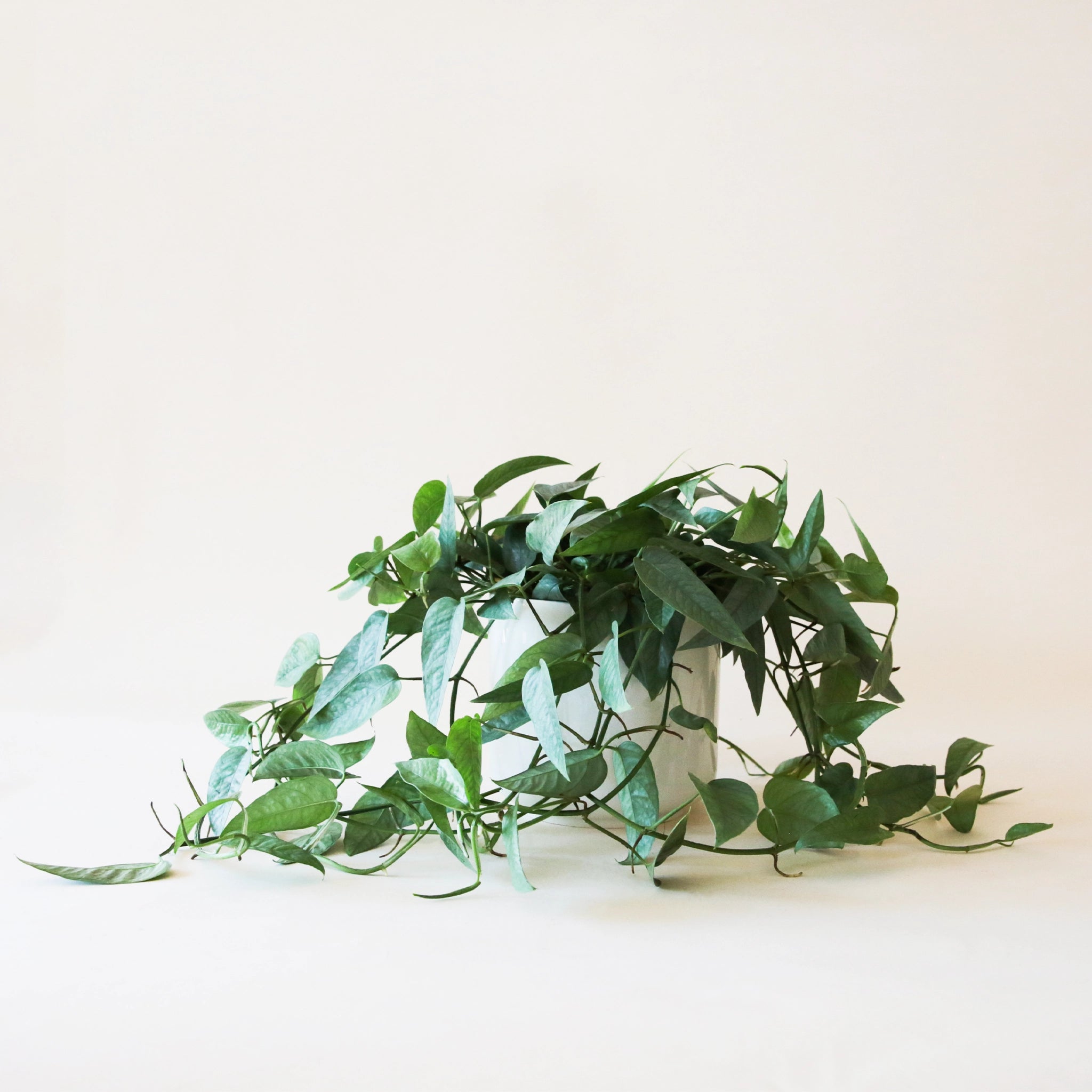 viney pothos Pothos