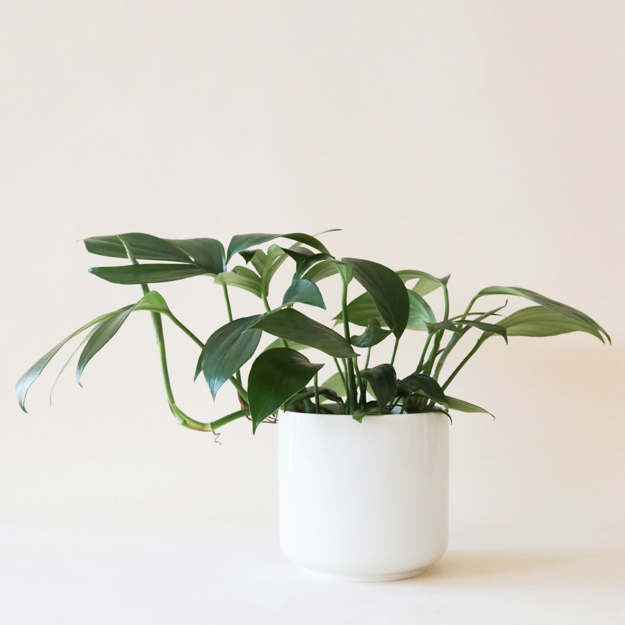 On a neutral background is a Raphidophora Decursiva in a white ceramic planter that is not included with purchase. 