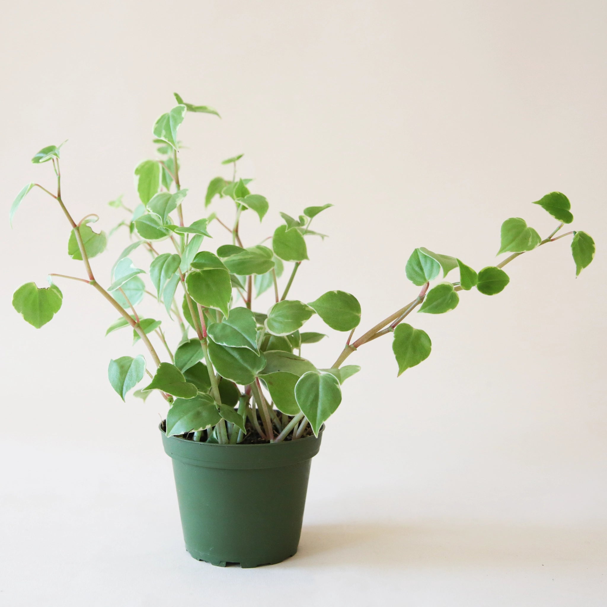 On a neutral background is a Peperomia Scadens. The plant has long limbs and small green leaves with a slightly lighter cream edge.