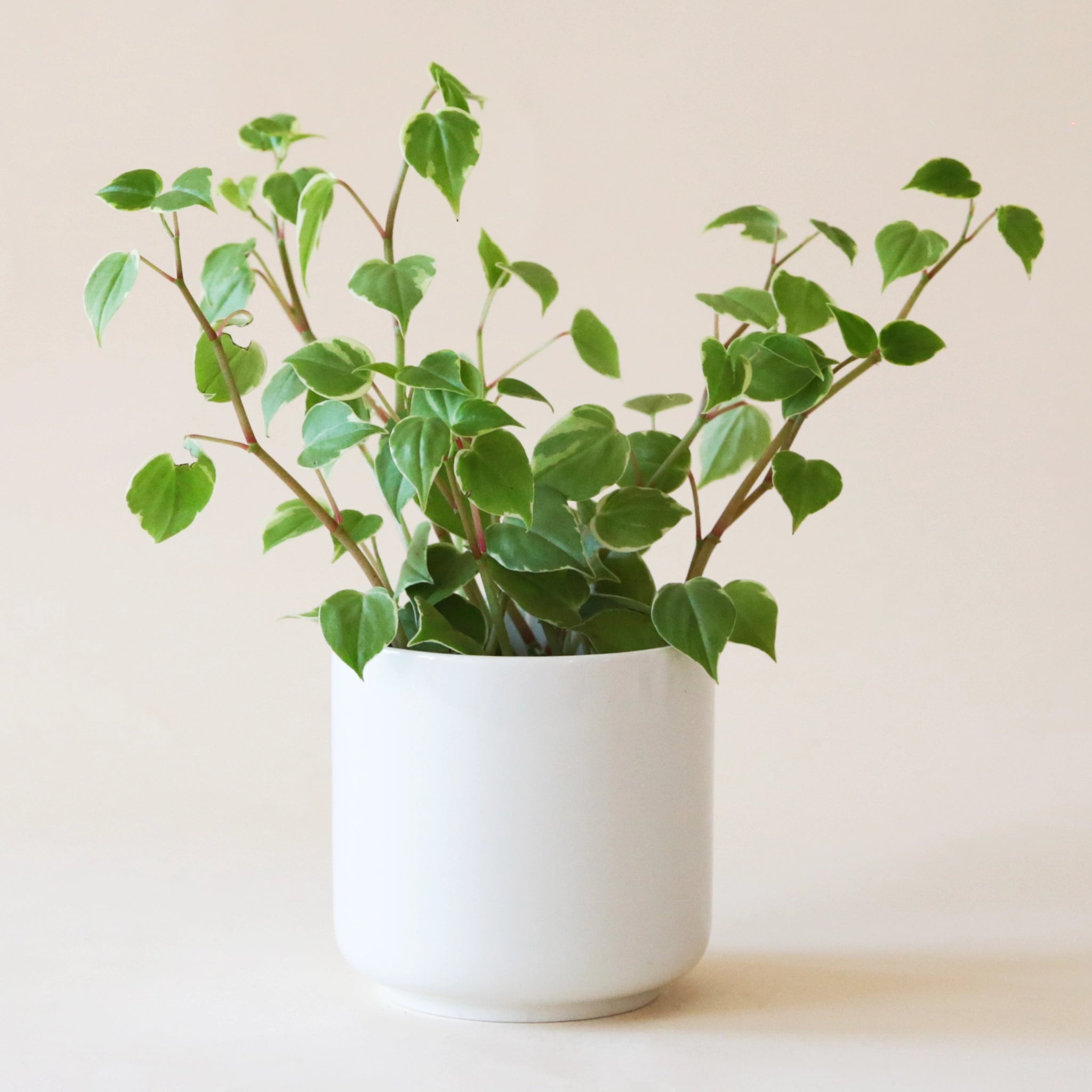 On a neutral background is a Peperomia Scadens in a white ceramic pot not included with purchase. The plant has long limbs and small green leaves with a slightly lighter cream edge. 