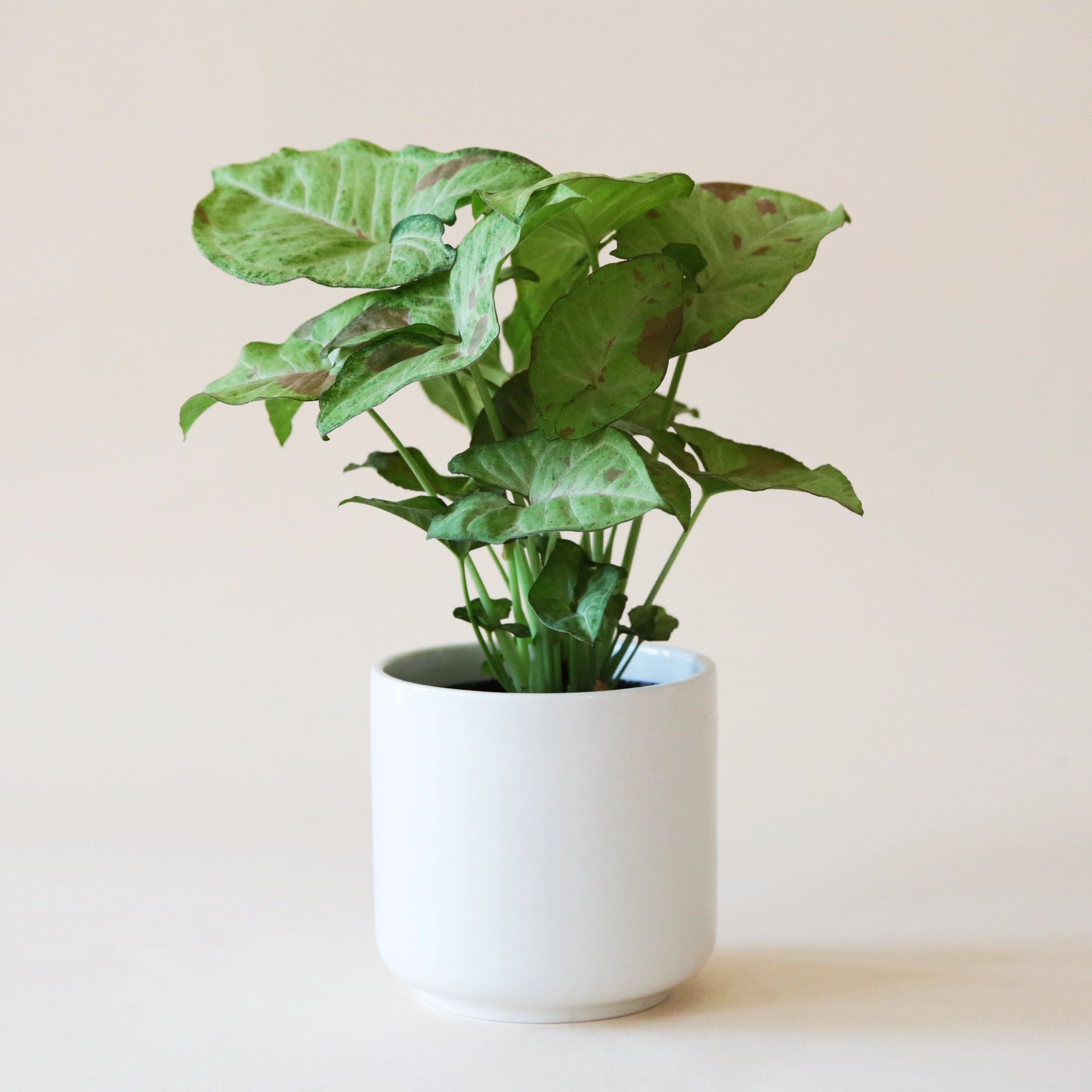 Syngonium Confetti - Thumbnail 2