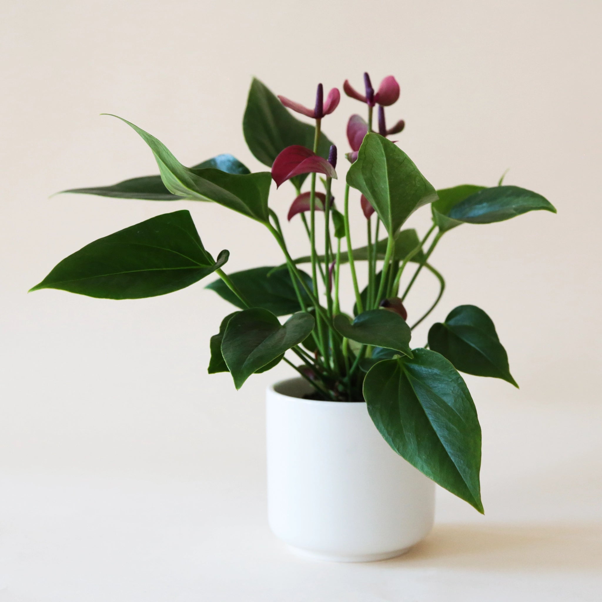 On a white background is an Anthurium Cirano in a white pot that is not included with purchase. 