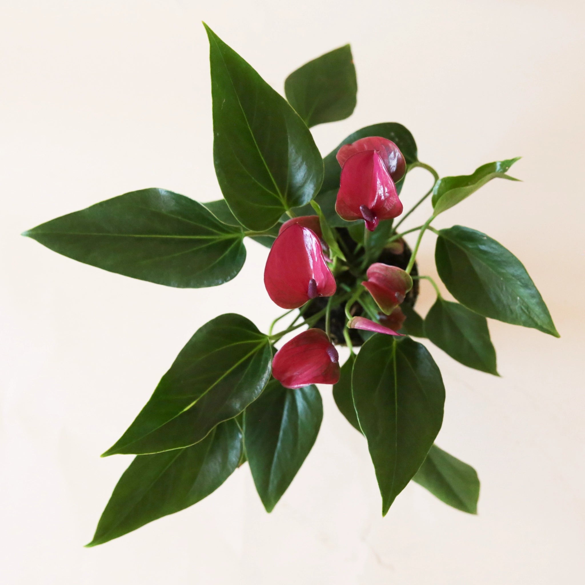 anthurium cirano Anthurium