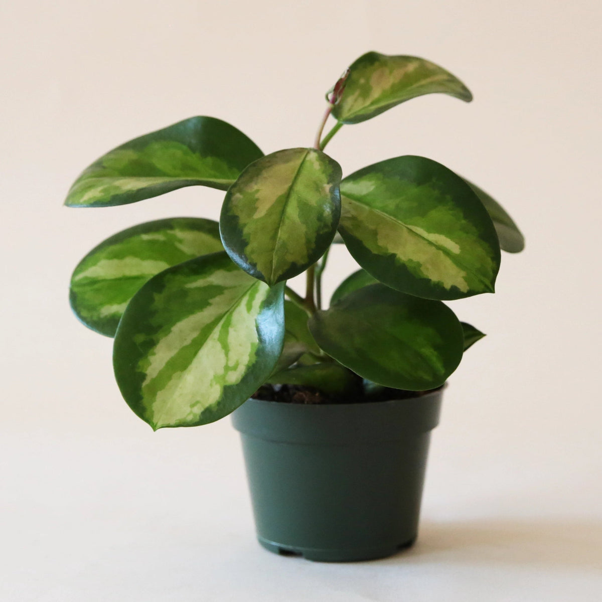 Hoya - Lisa