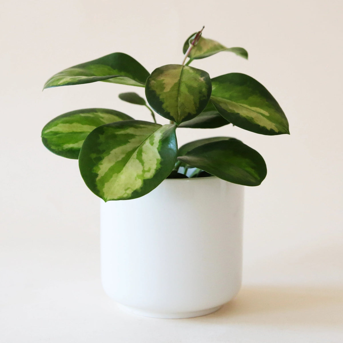 Hoya - Lisa