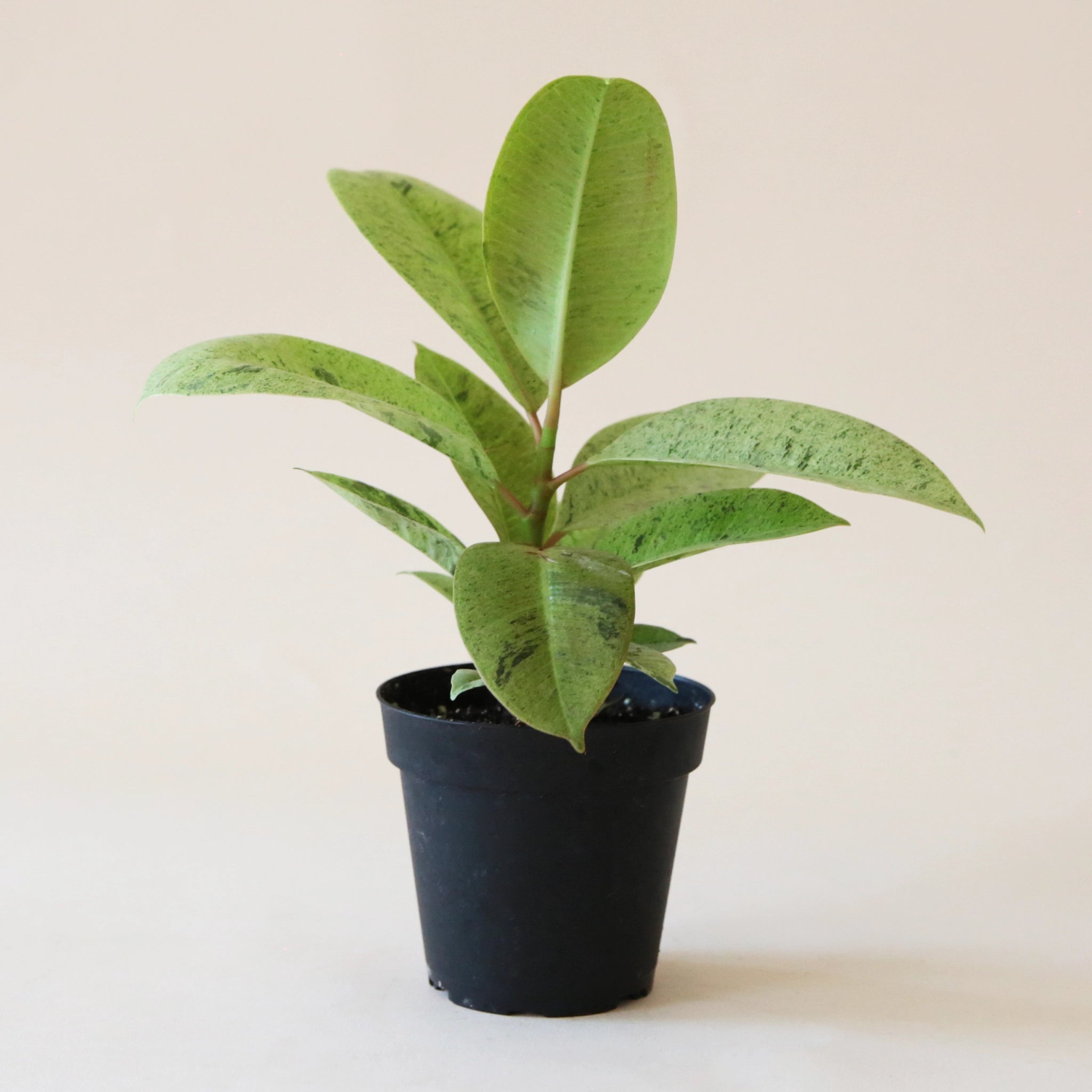 On a cream background is a Ficus Shiverieana with green leaves.