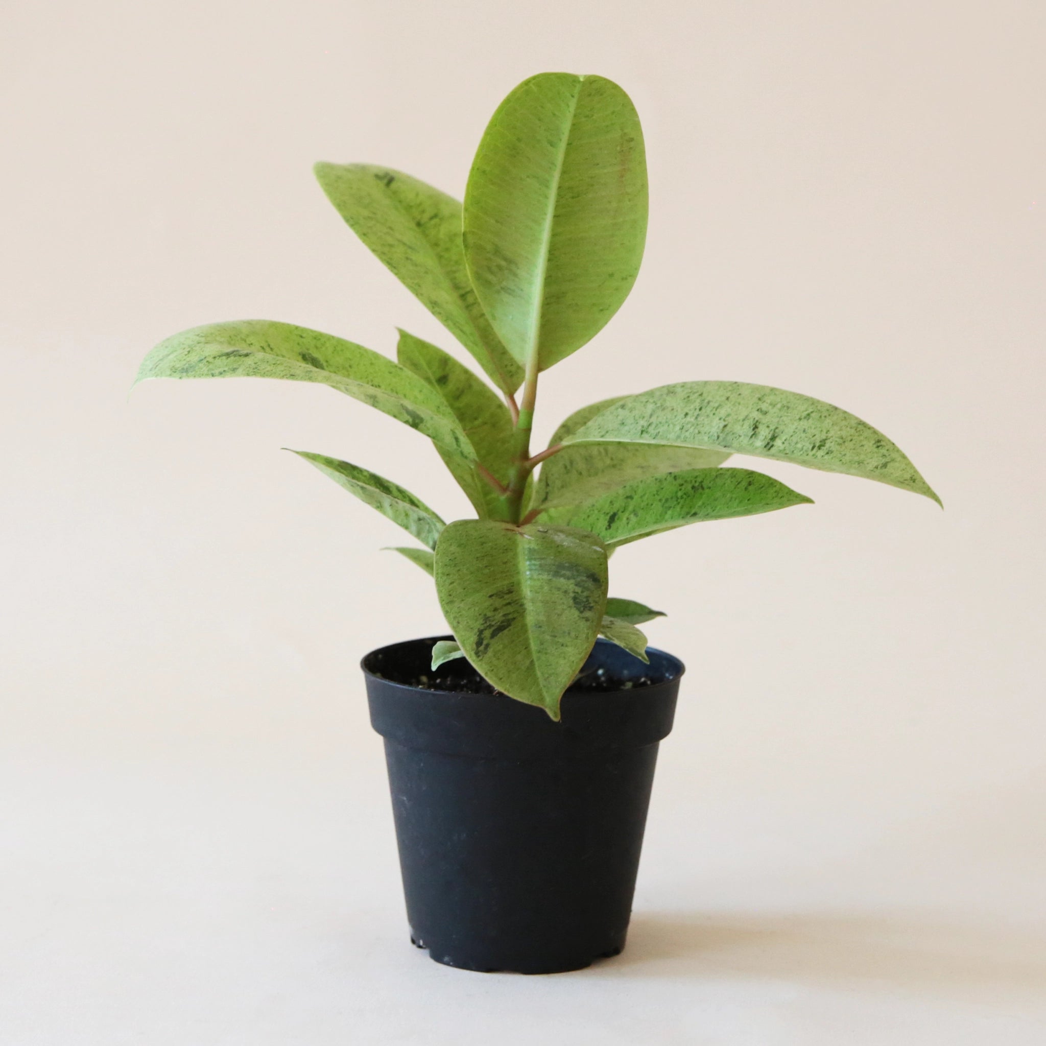 Ficus Shivereana - Thumbnail 3