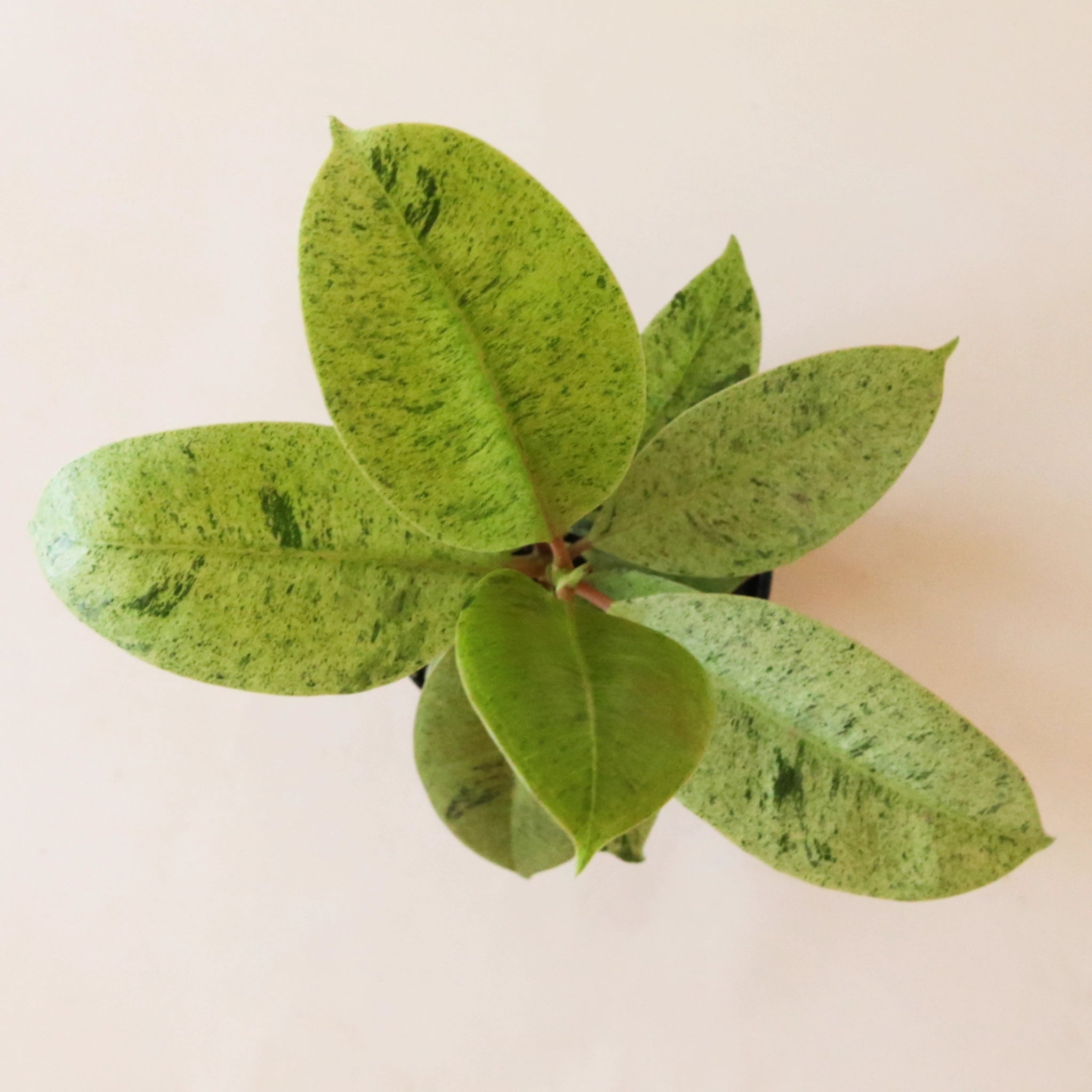 Ficus Shivereana - Thumbnail 4