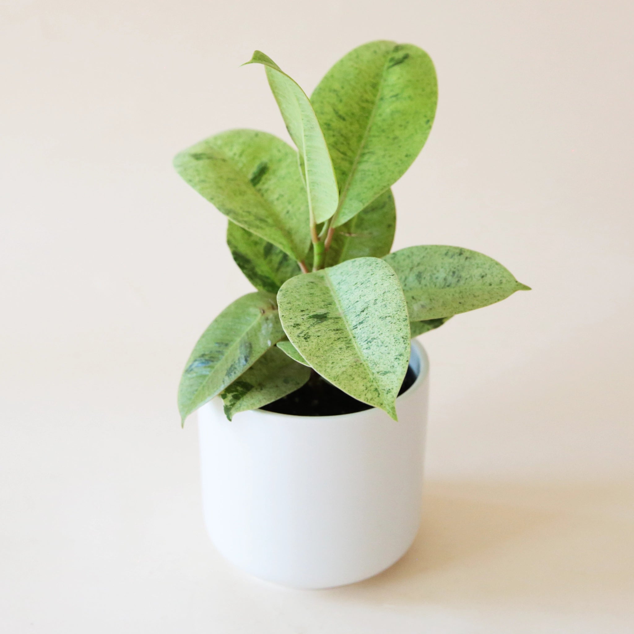 On a cream background is a Ficus Shiverieana with green leaves and photographed in a white ceramic planter that is not included with purchase. 
