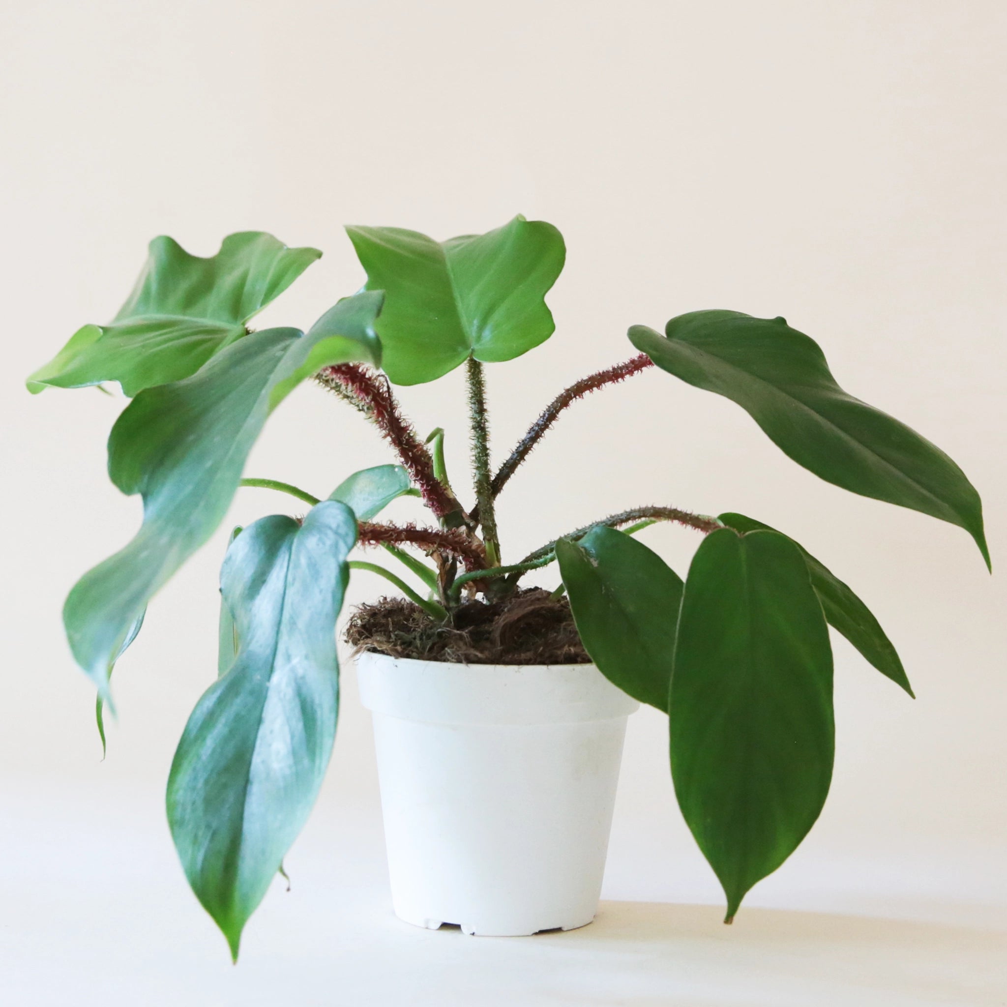 On a neutral background is a Philodendron Squamiferum. 