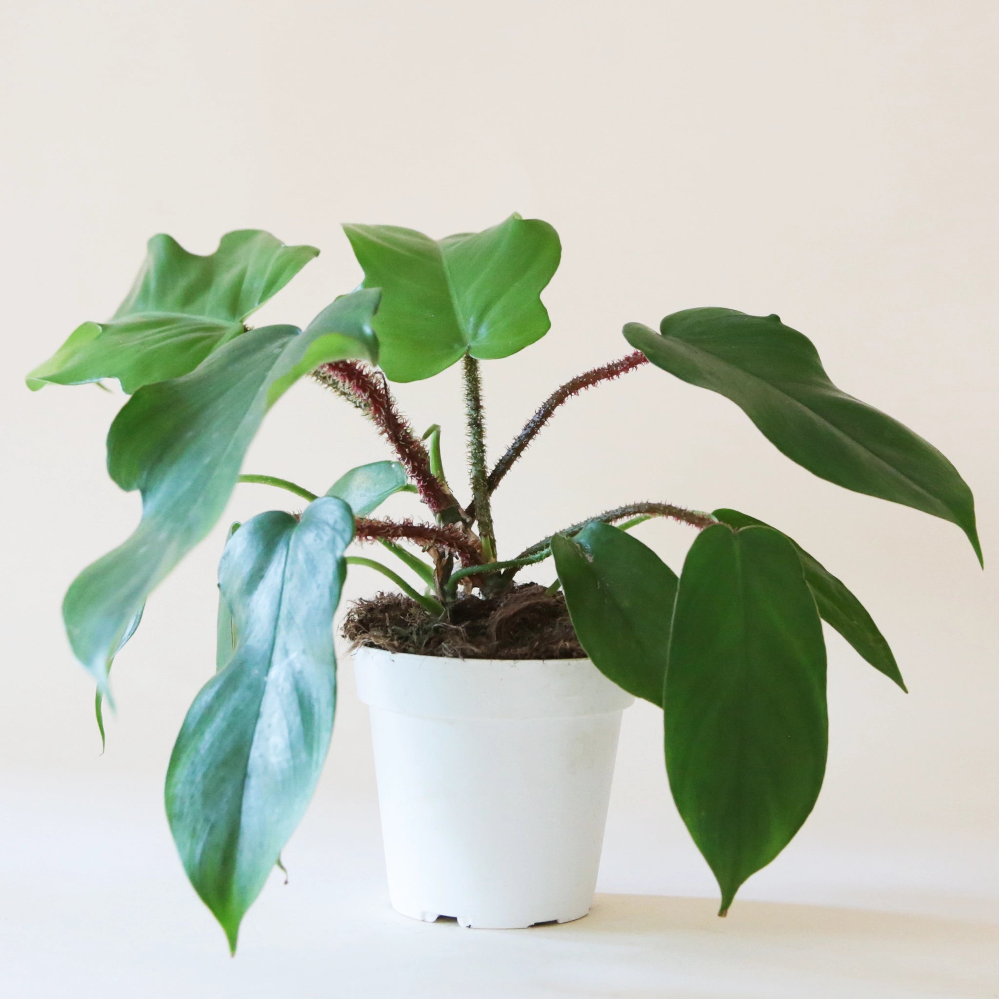 philodendron acutatum Philodendron